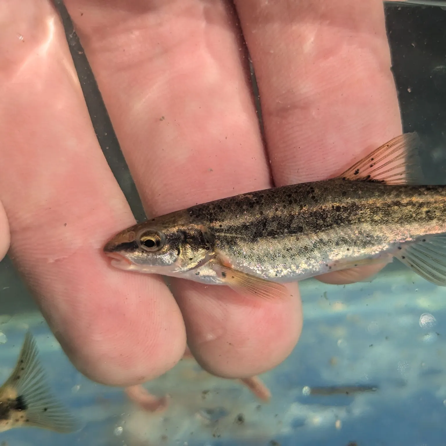 The most recent Speckled dace catches on Fishbrain