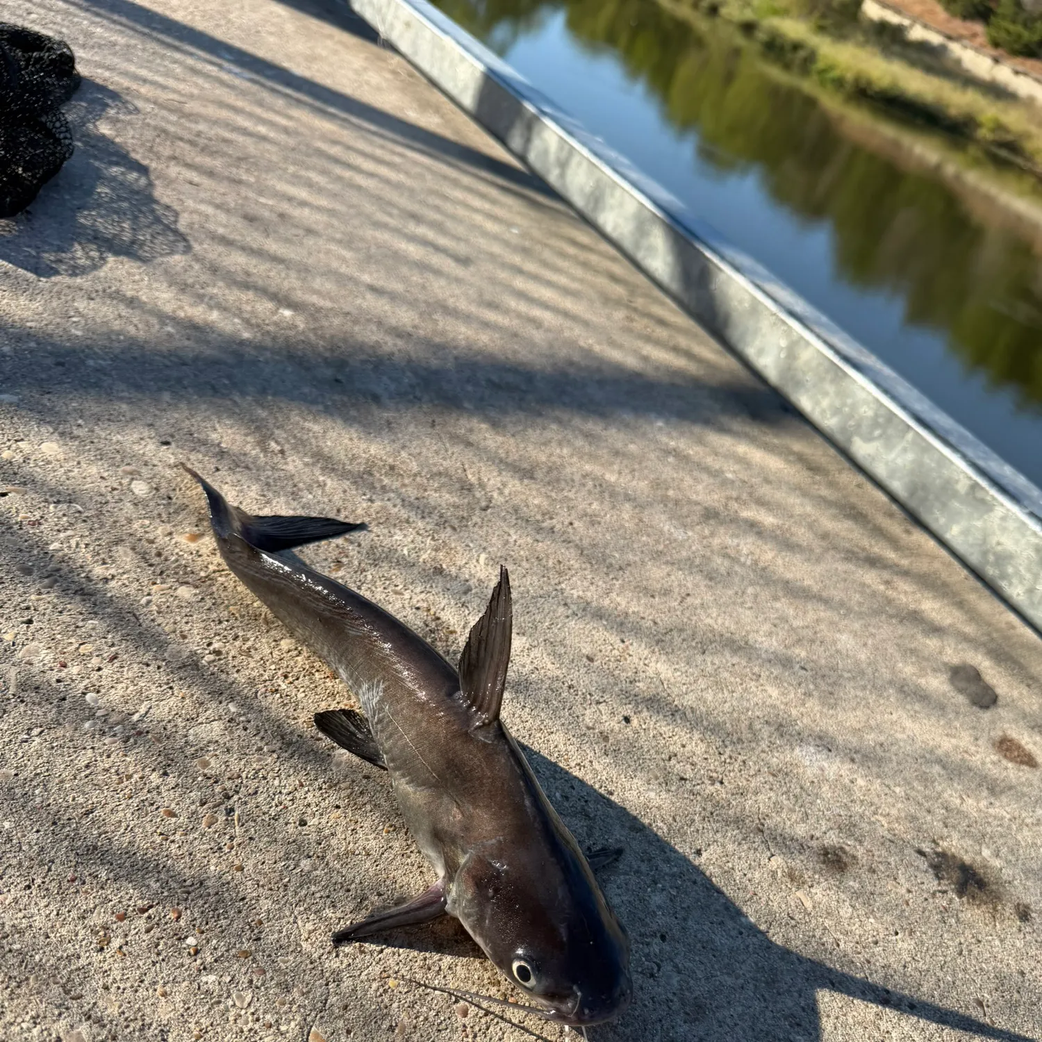 Channel catfish caught on Fishbrain