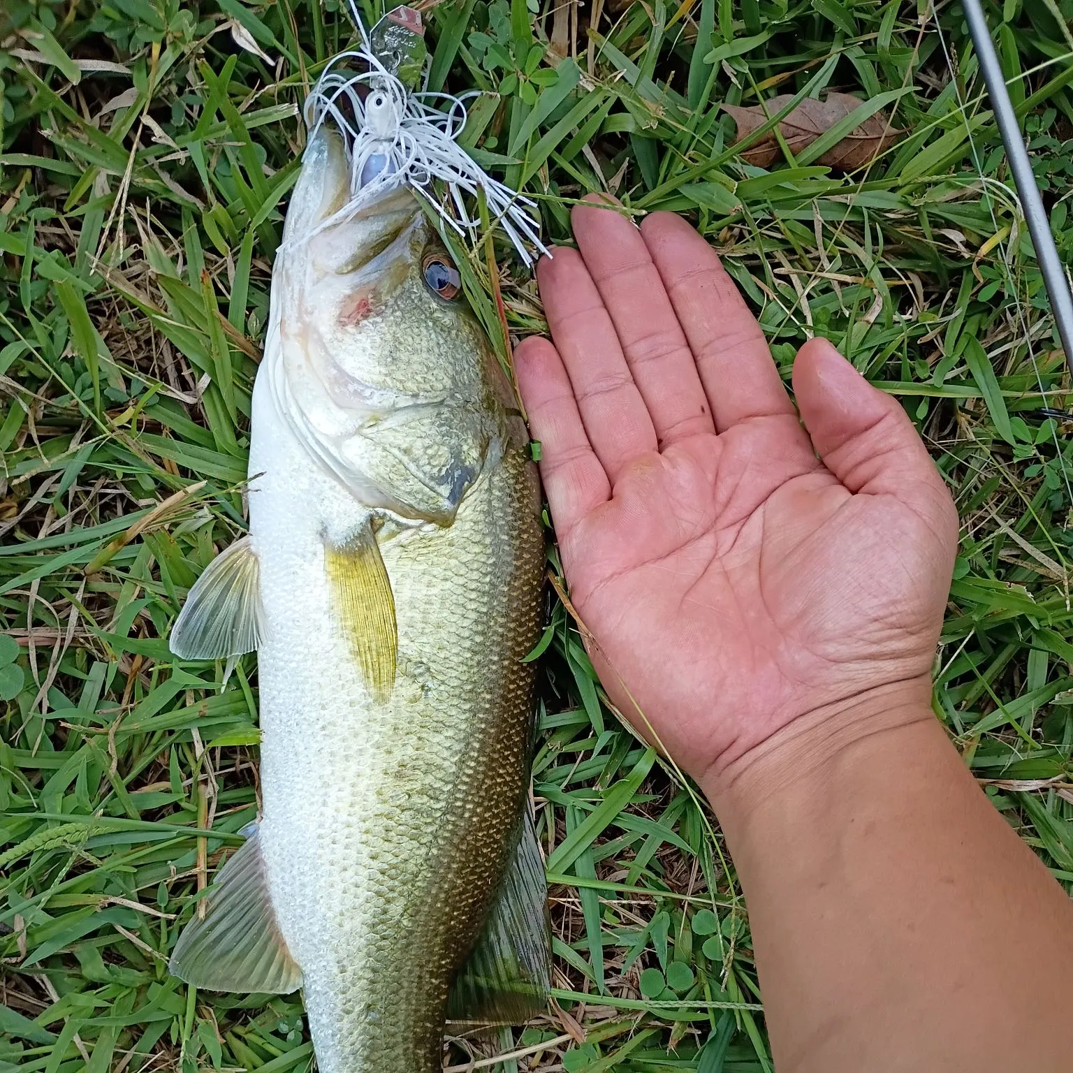 Largemouth bass caught on Fishbrain