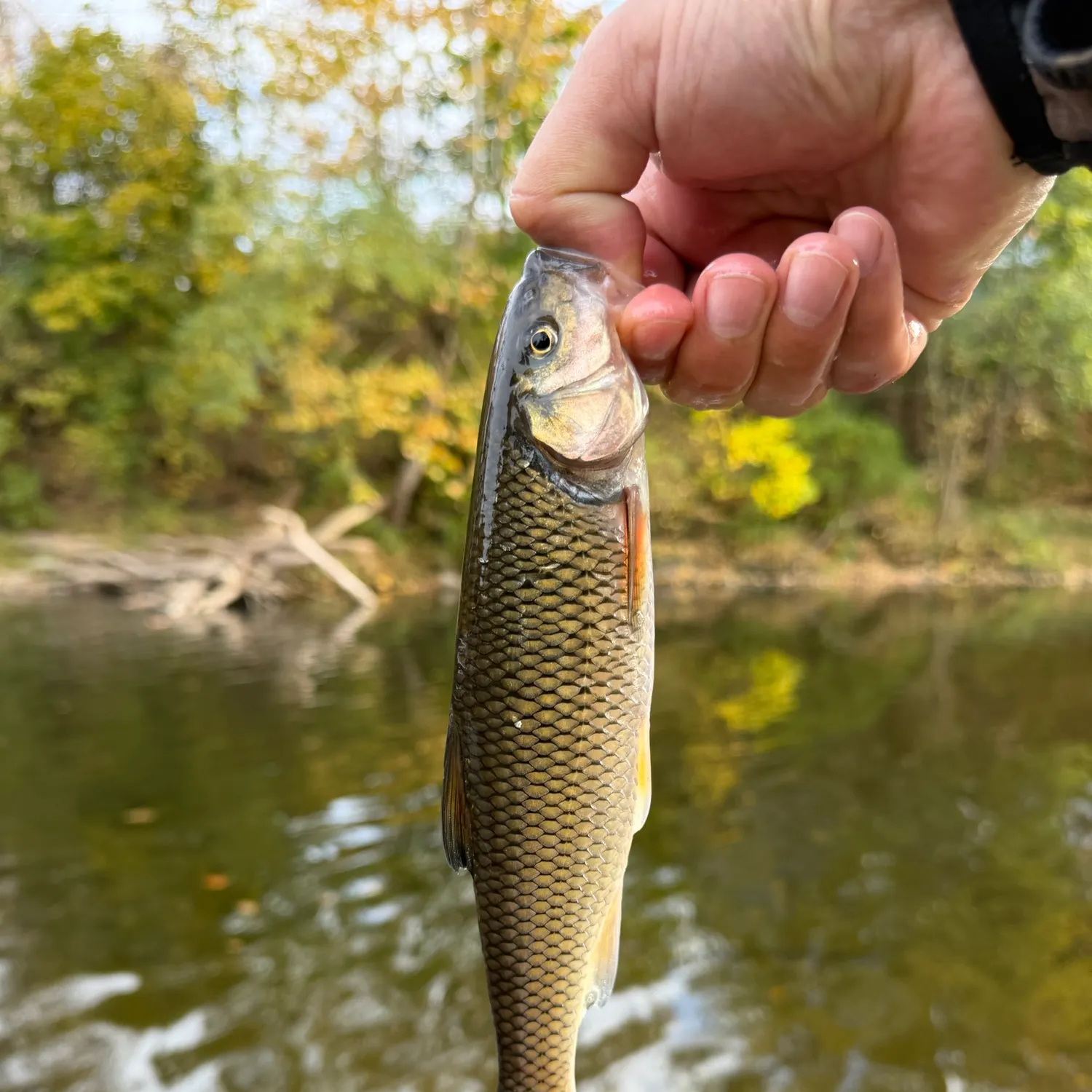 Fallfish caught on Fishbrain
