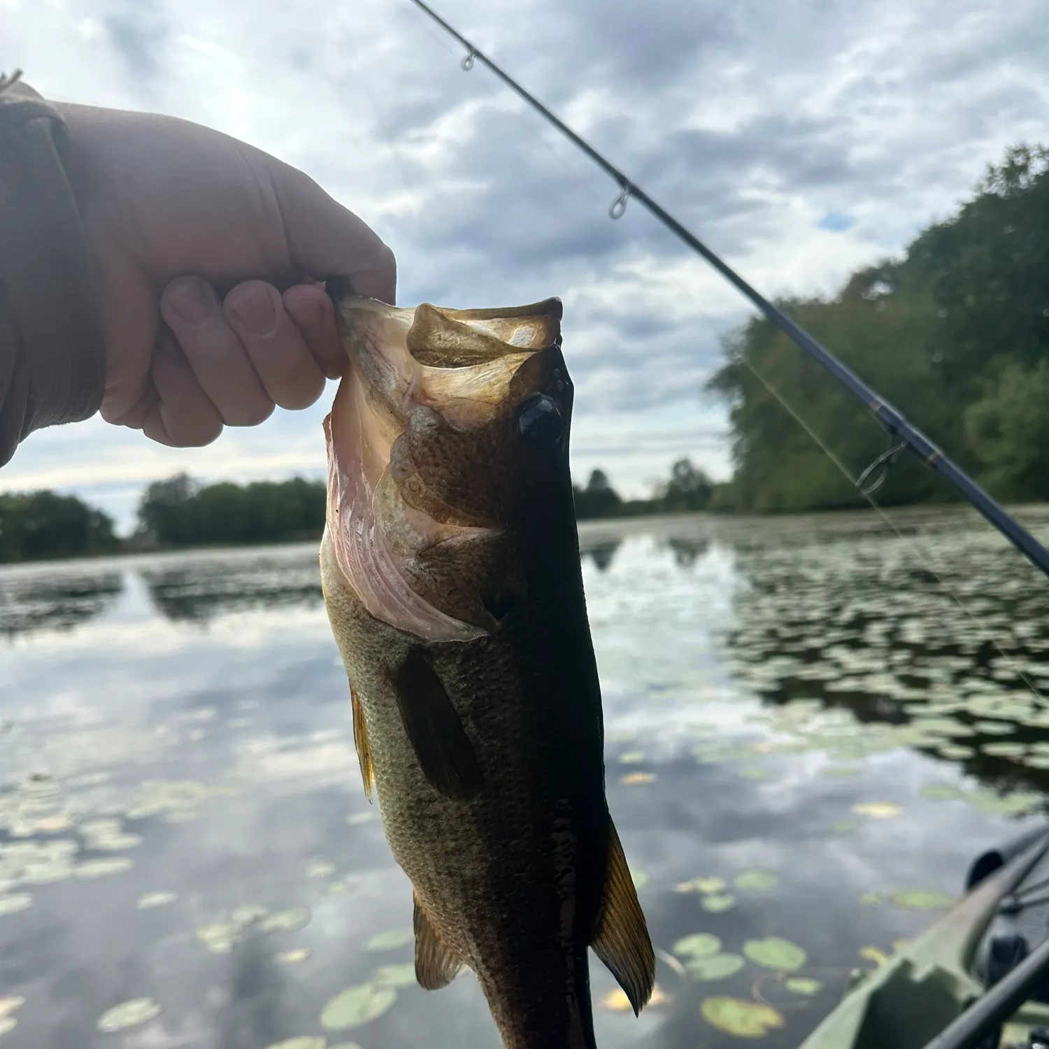 Largemouth bass caught on Fishbrain