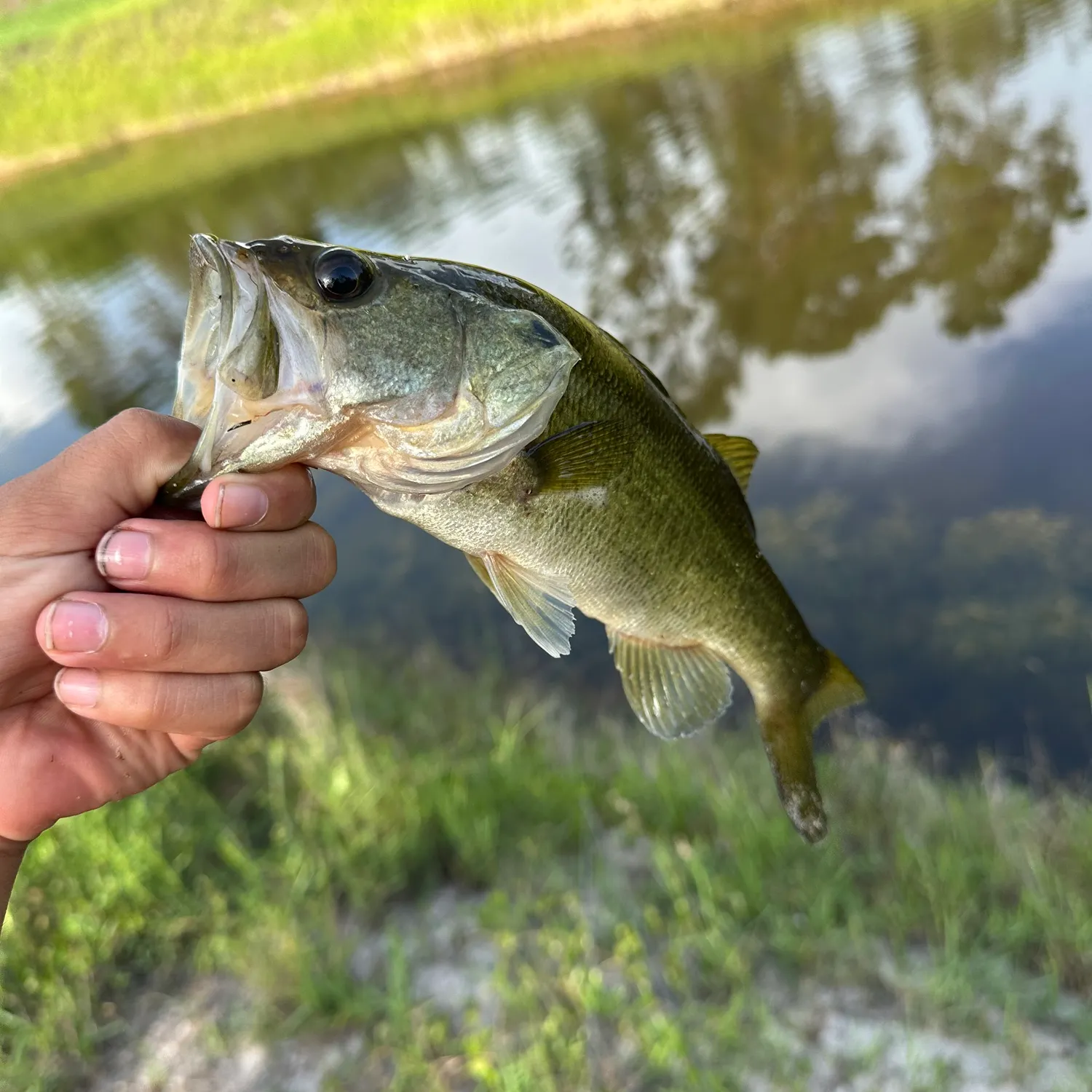 Fish caught on Fishbrain