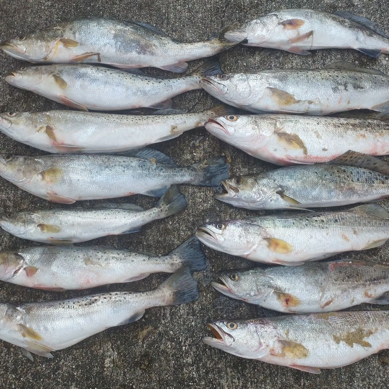 recently logged catches