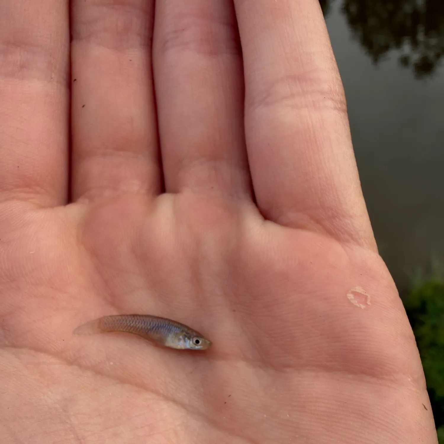 The most recent Striped shiner catches on Fishbrain