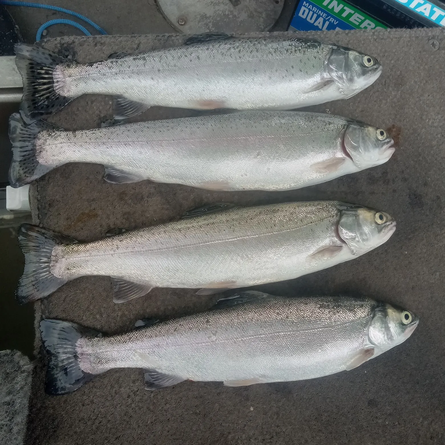 recently logged catches