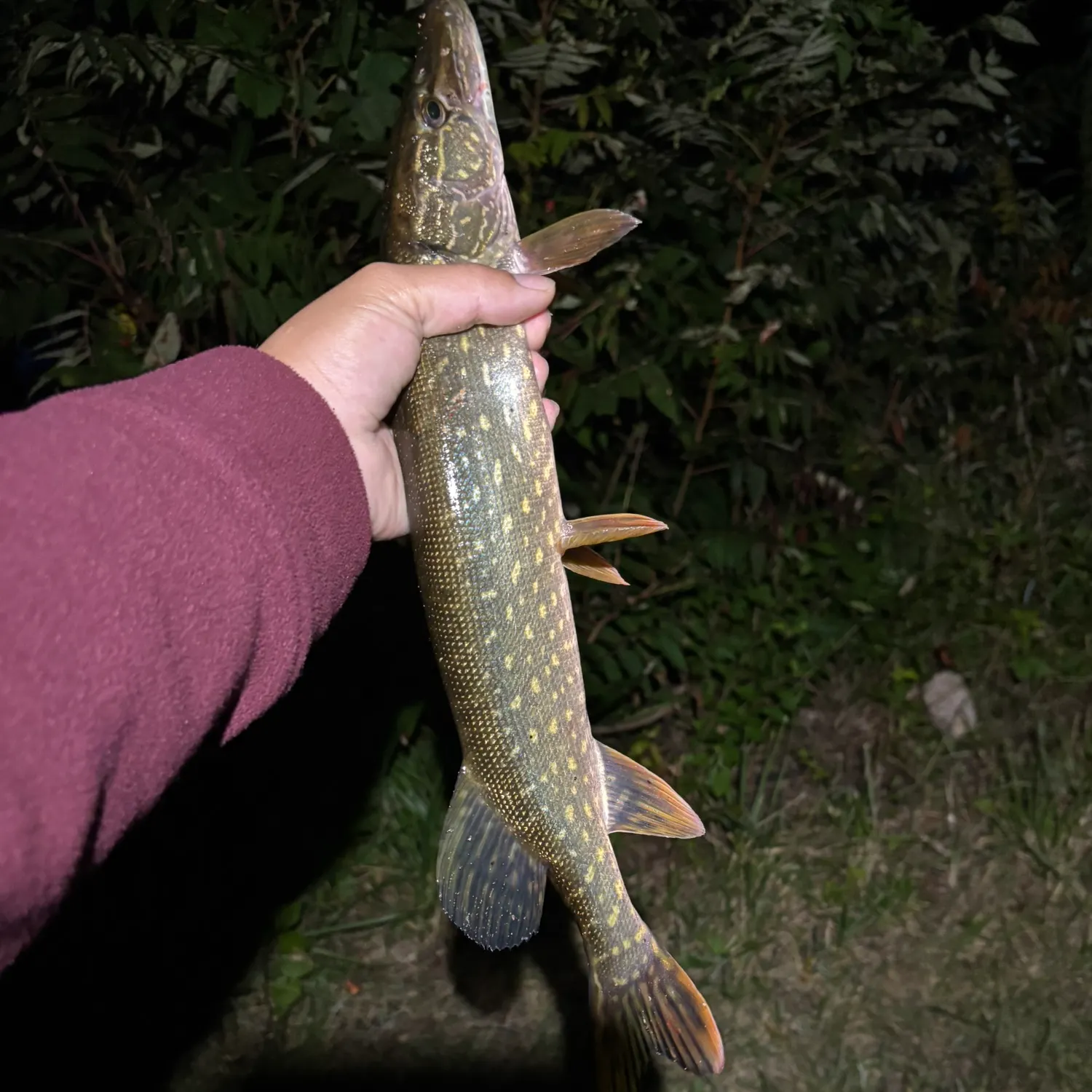 Northern pike caught on Fishbrain