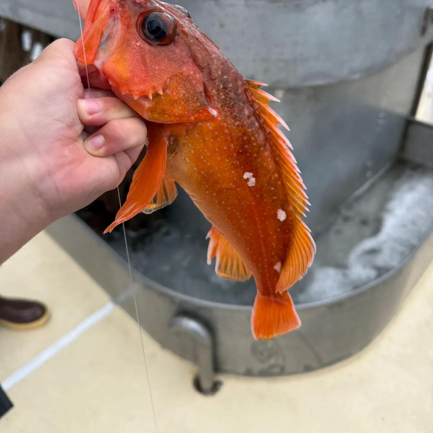 The most recent Starry rockfish catches on Fishbrain