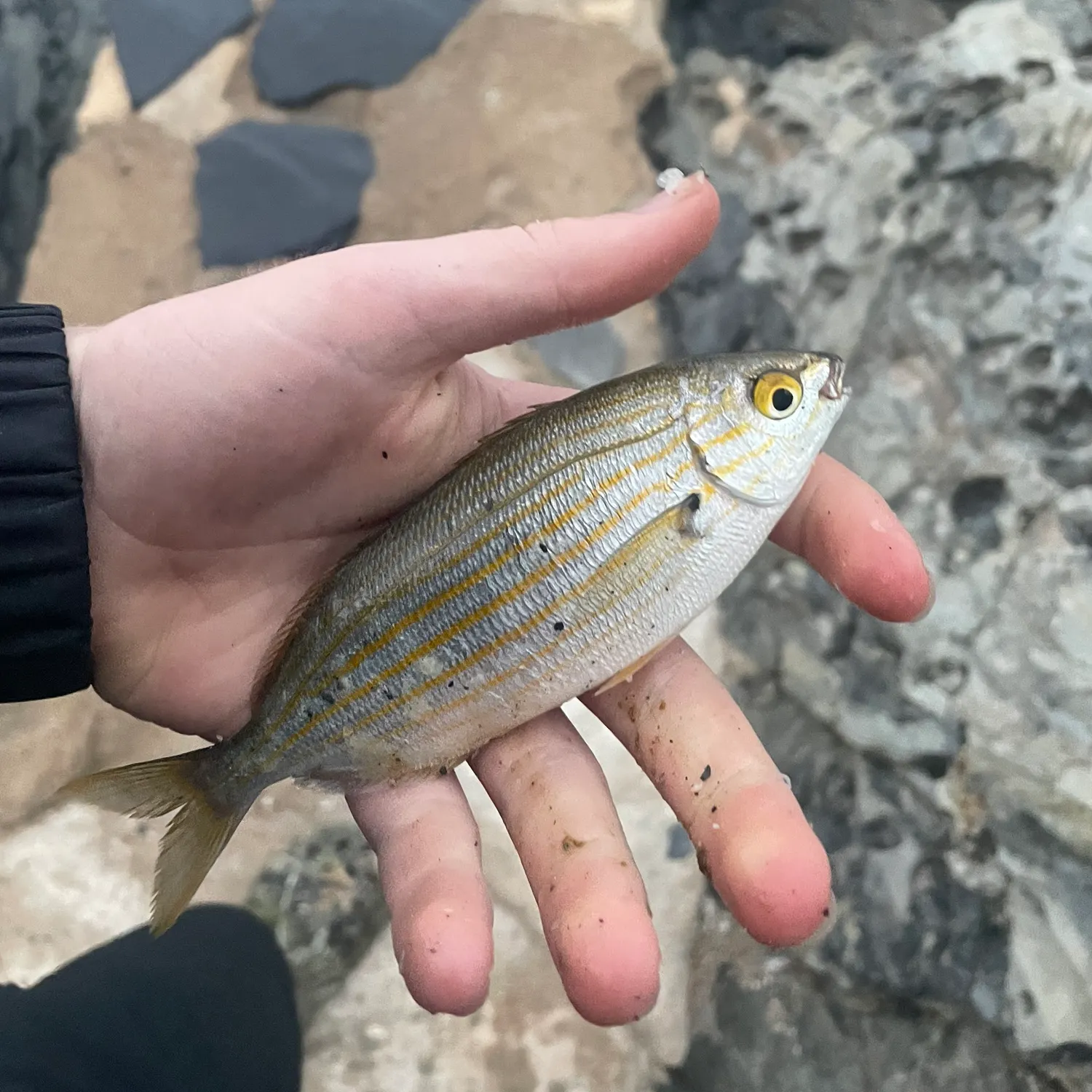 The most recent Saddled seabream catches on Fishbrain