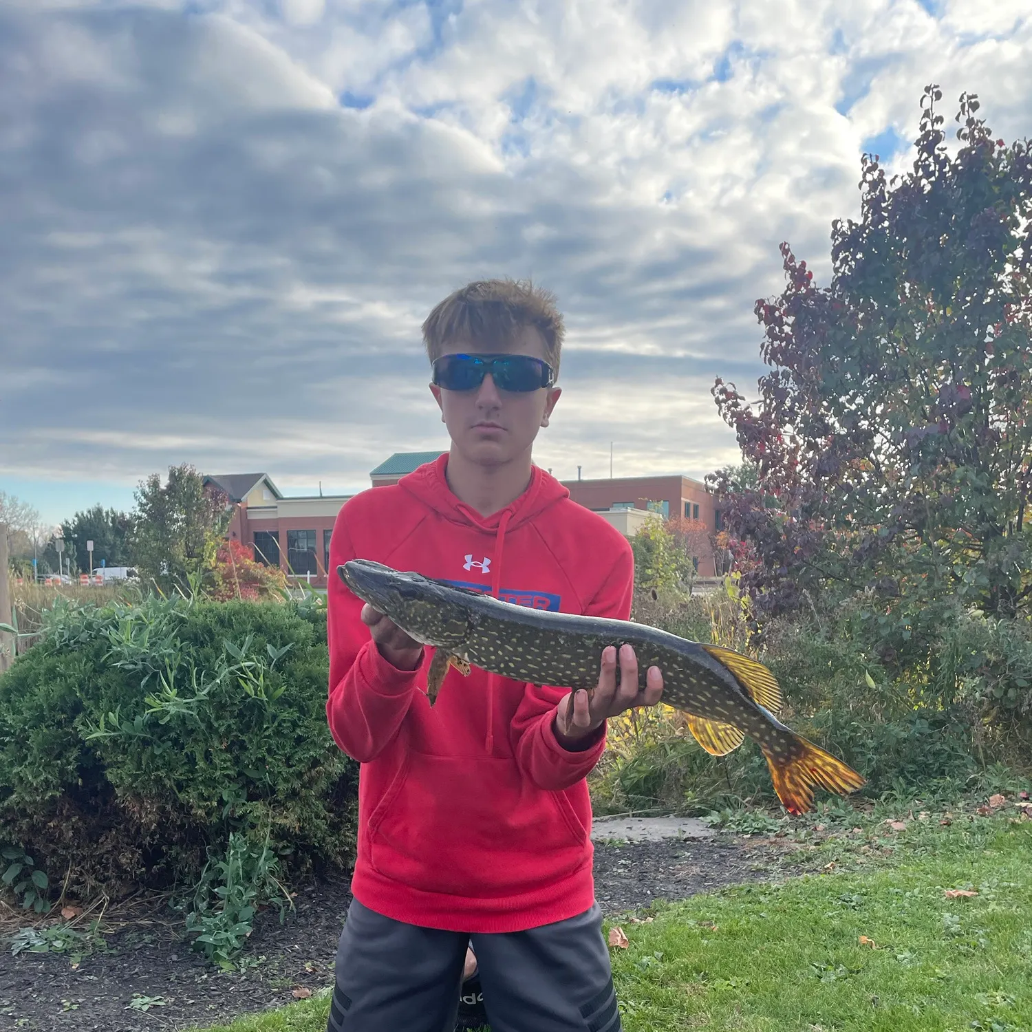 Northern pike caught on Fishbrain