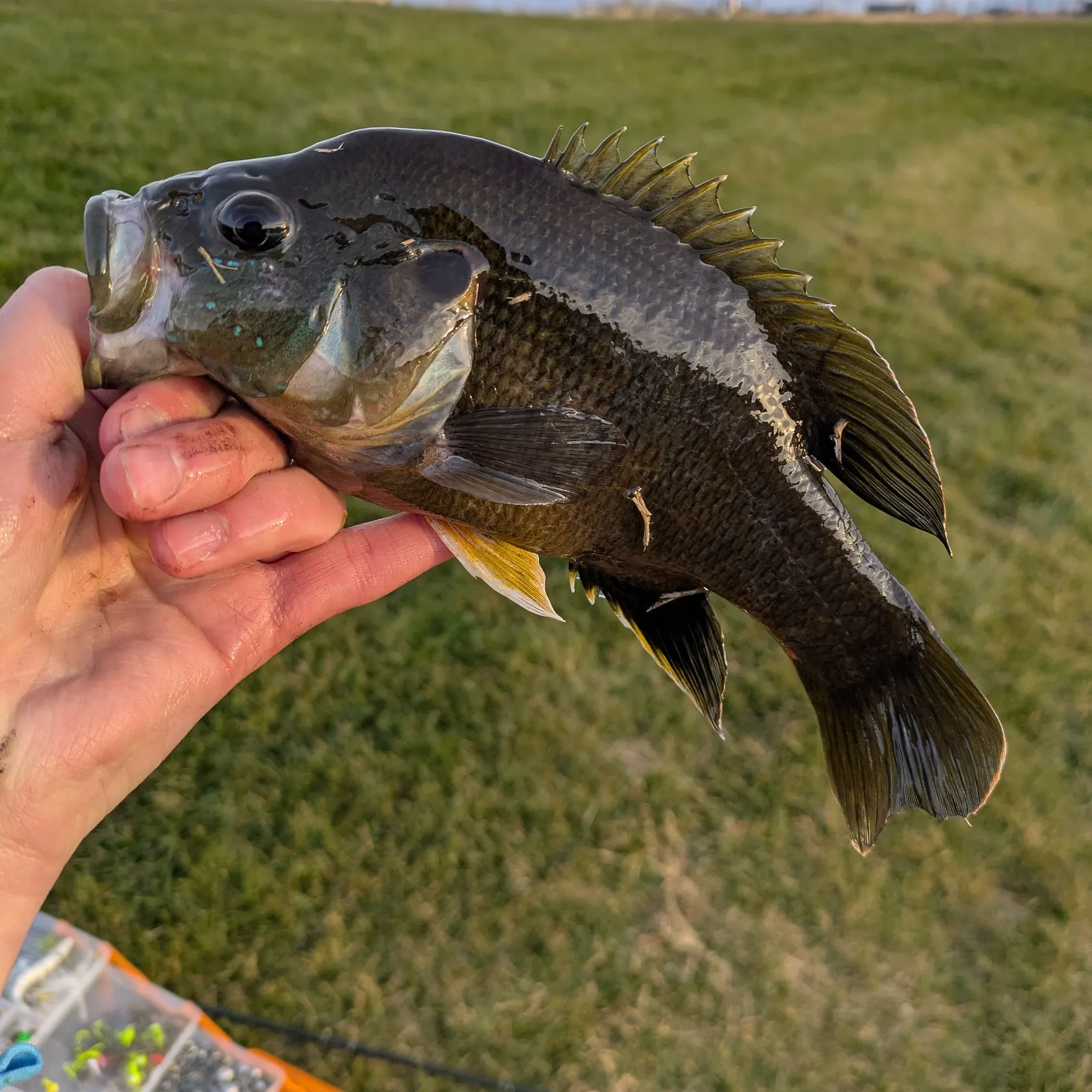 The most recent Green sunfish catches on Fishbrain