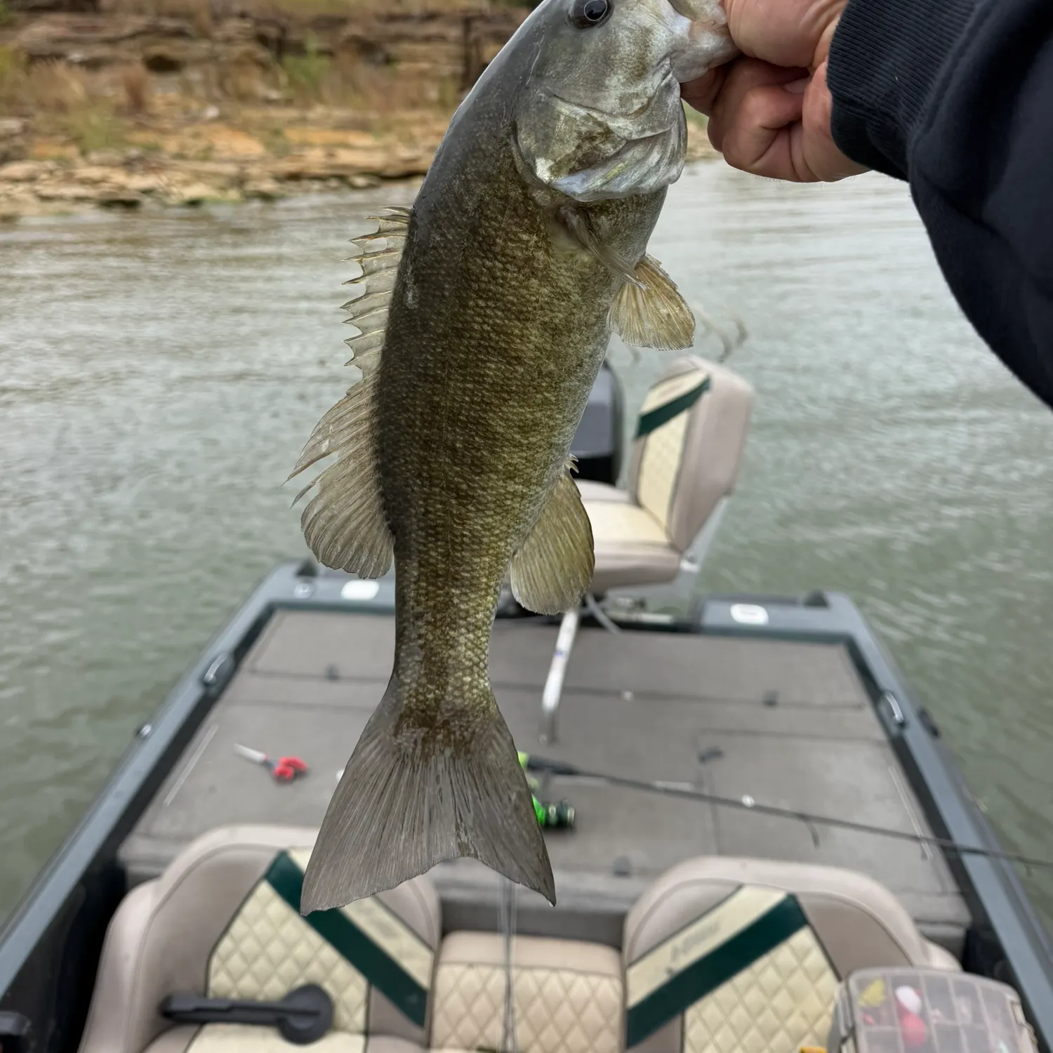Smallmouth bass caught on Fishbrain