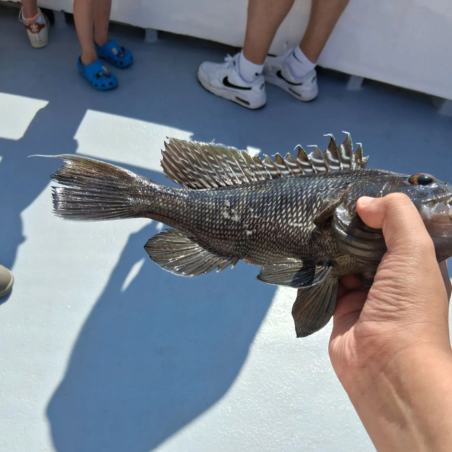 The most recent Black sea bass catches on Fishbrain