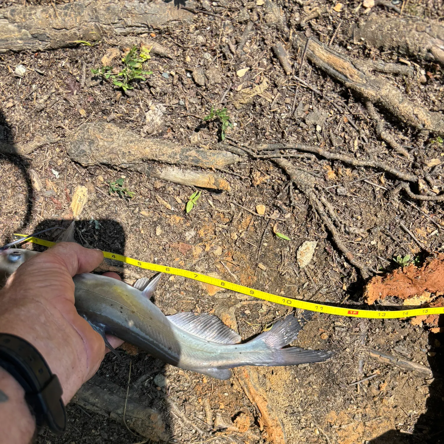 Channel catfish caught on Fishbrain
