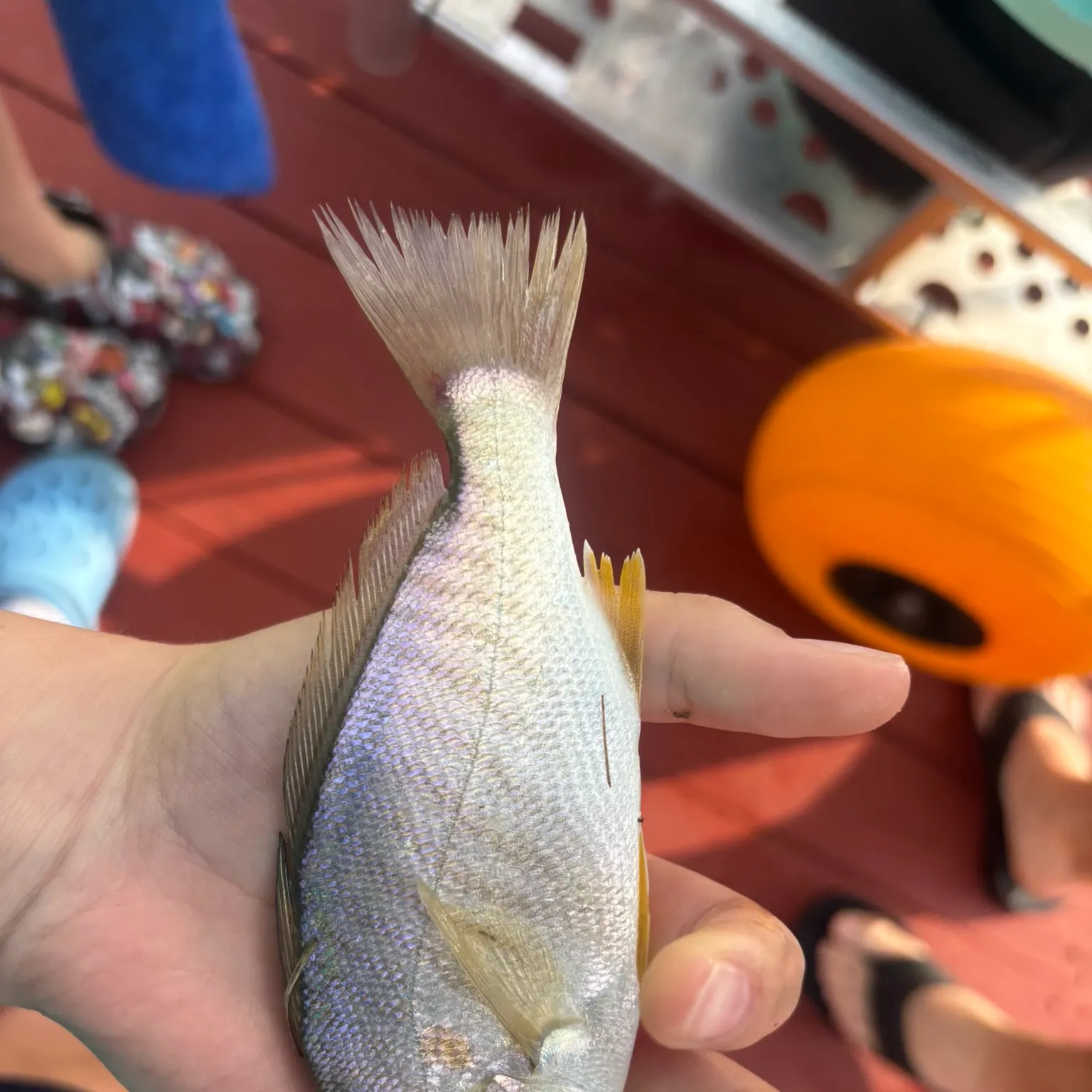 The most recent Atlantic croaker catches on Fishbrain