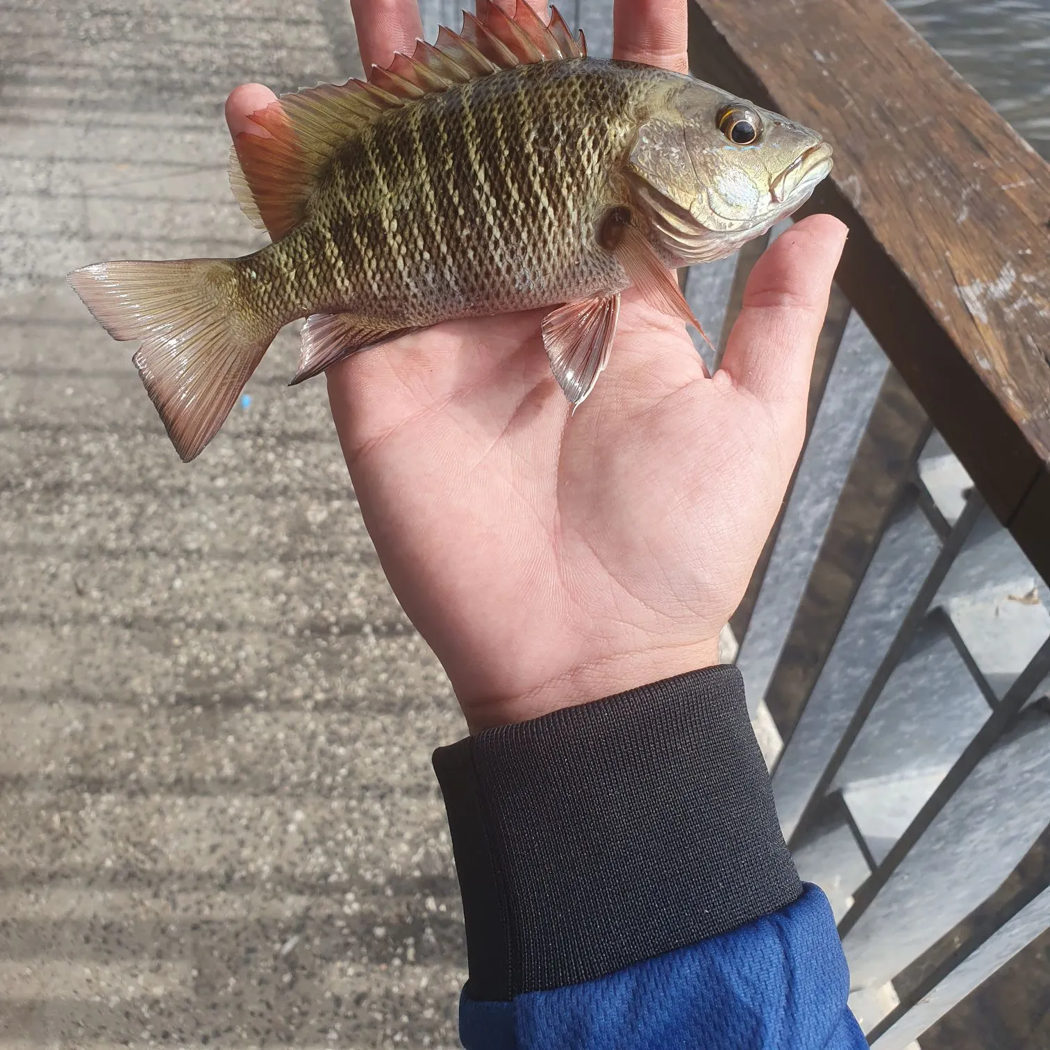 The most recent Mangrove red snapper catches on Fishbrain