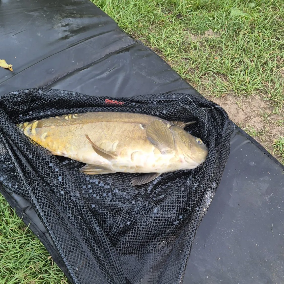 Mirror carp caught on Fishbrain