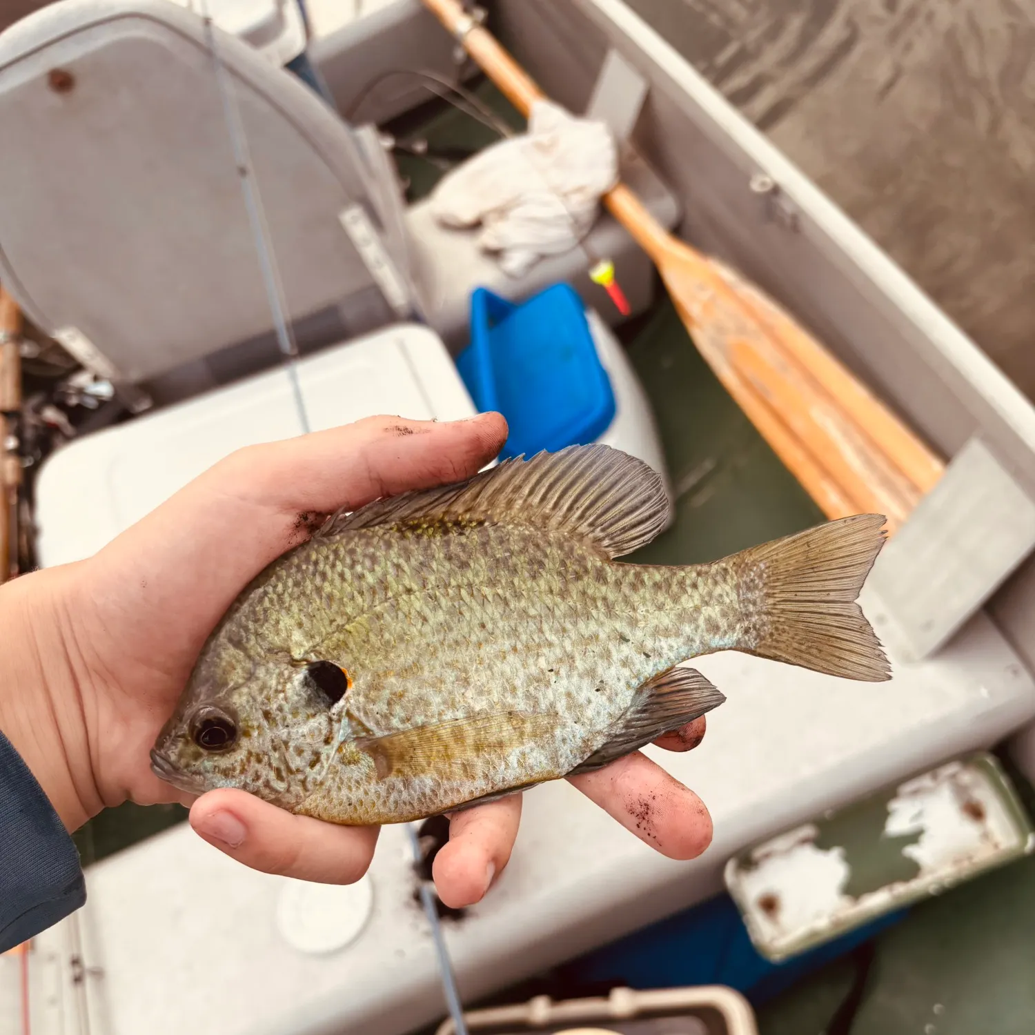Redear x bluegill caught on Fishbrain