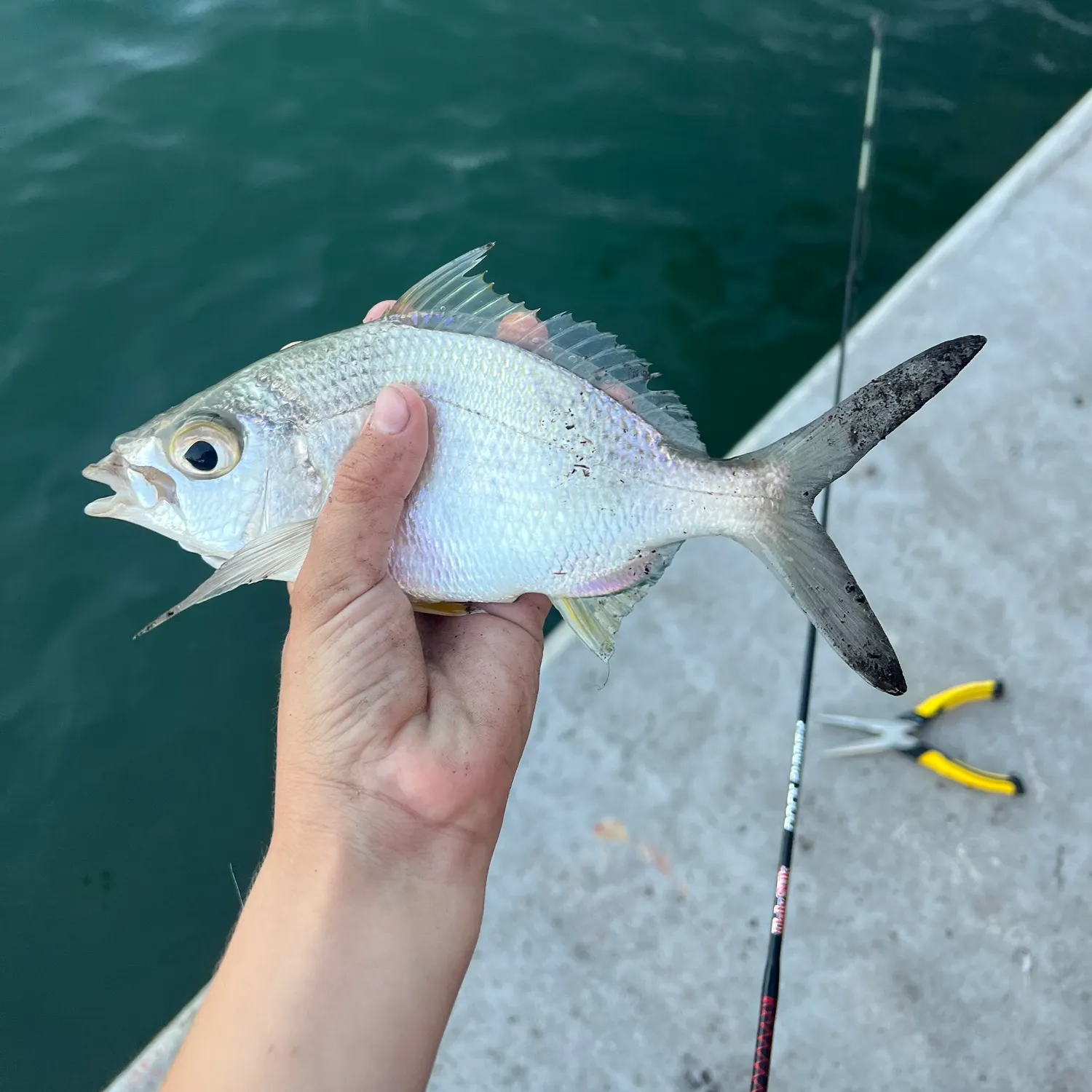 The most recent Yellowfin mojarra catches on Fishbrain
