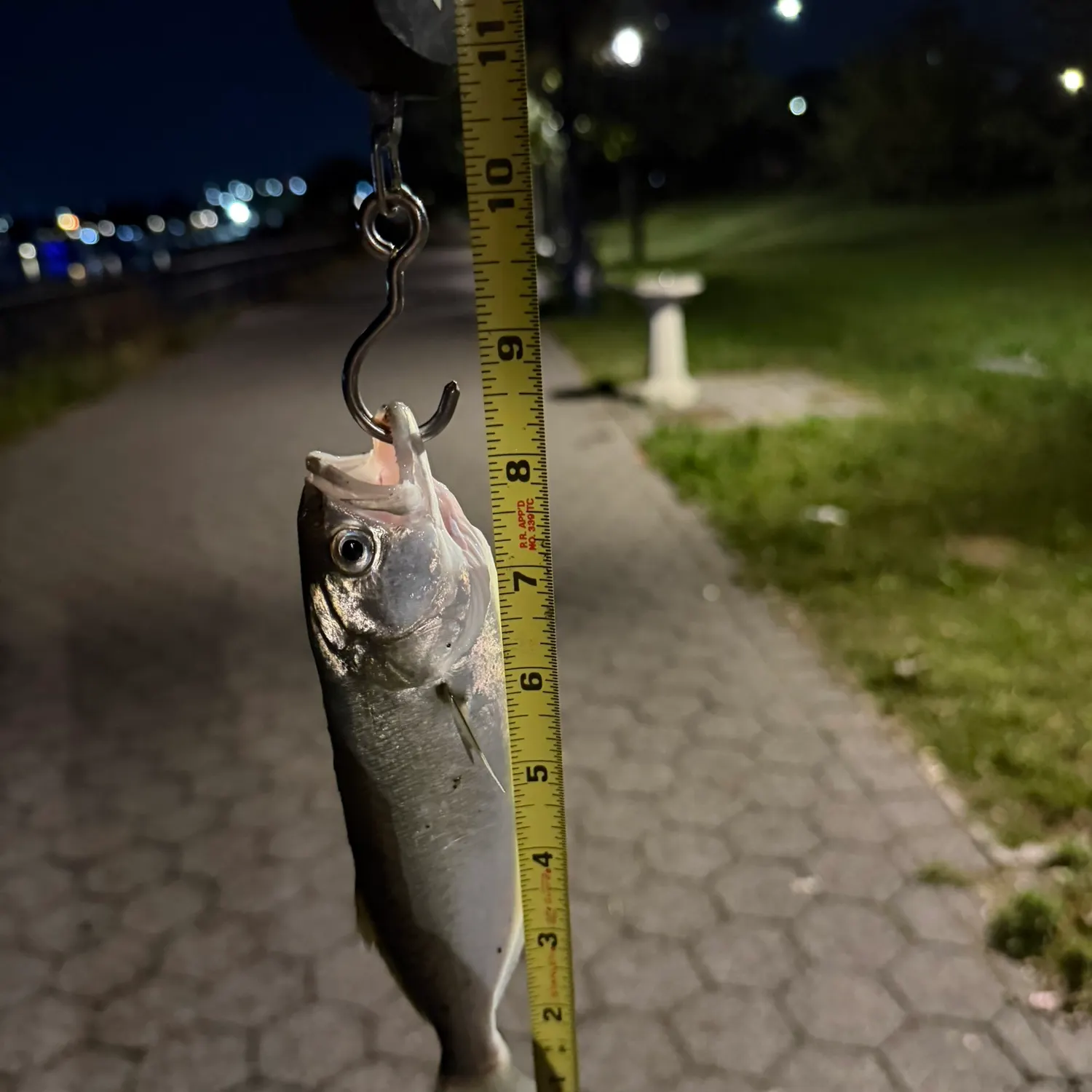 Bluefish caught on Fishbrain