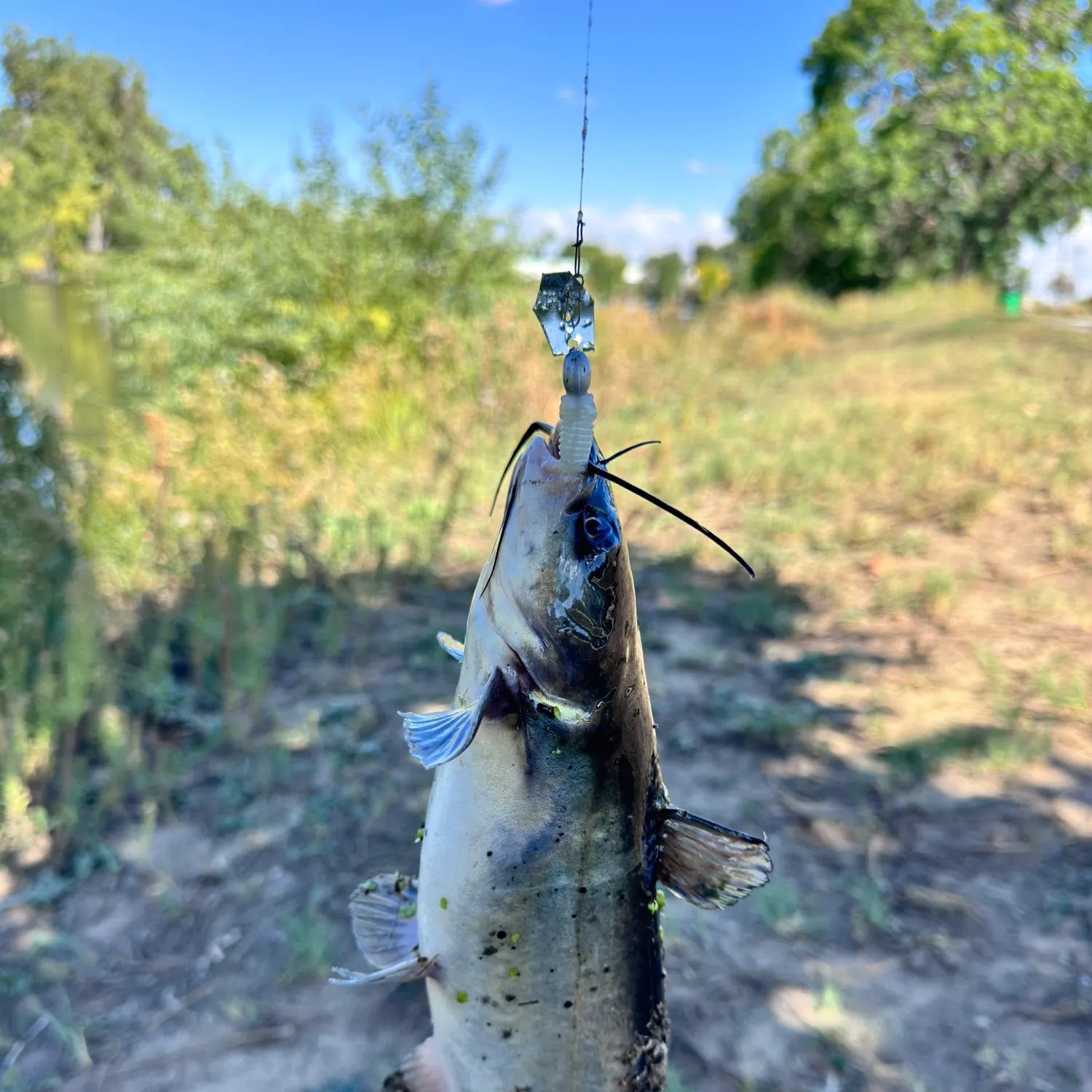 Channel catfish caught on Fishbrain