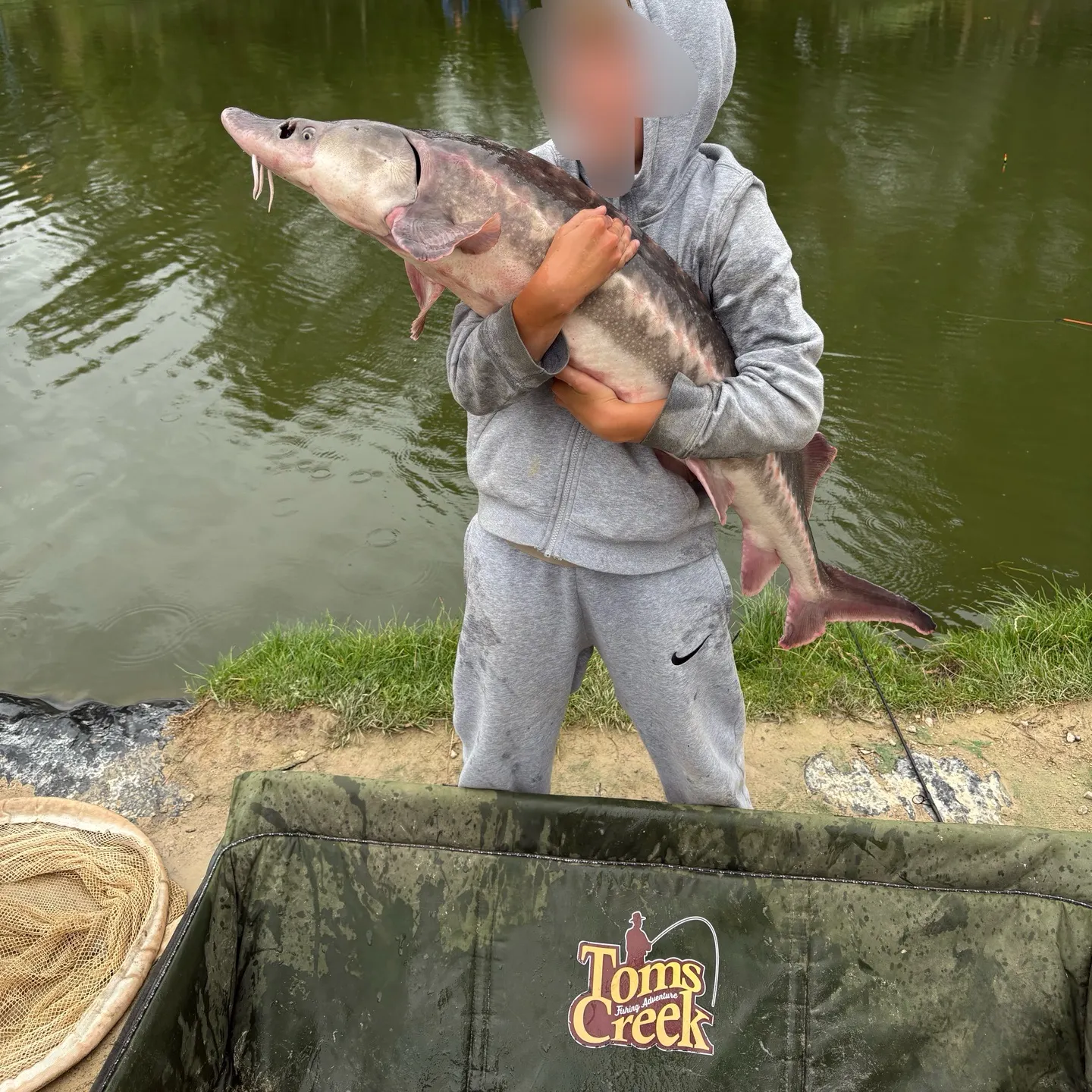 White sturgeon caught on Fishbrain