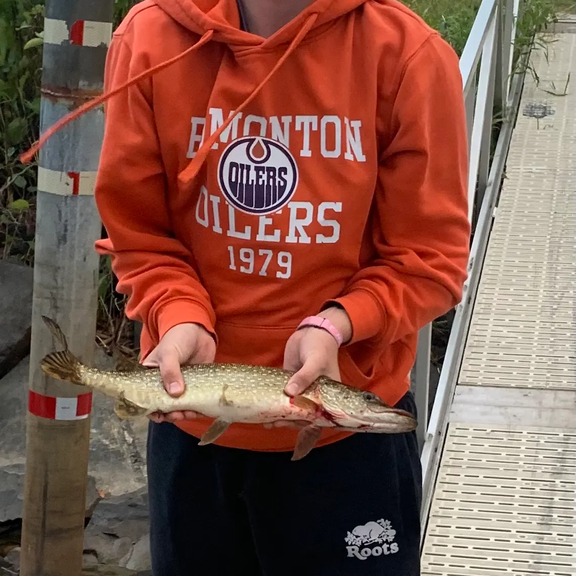 Northern pike caught on Fishbrain