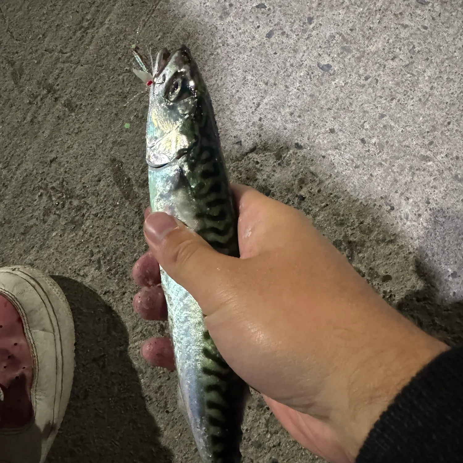 Atlantic mackerel caught on Fishbrain