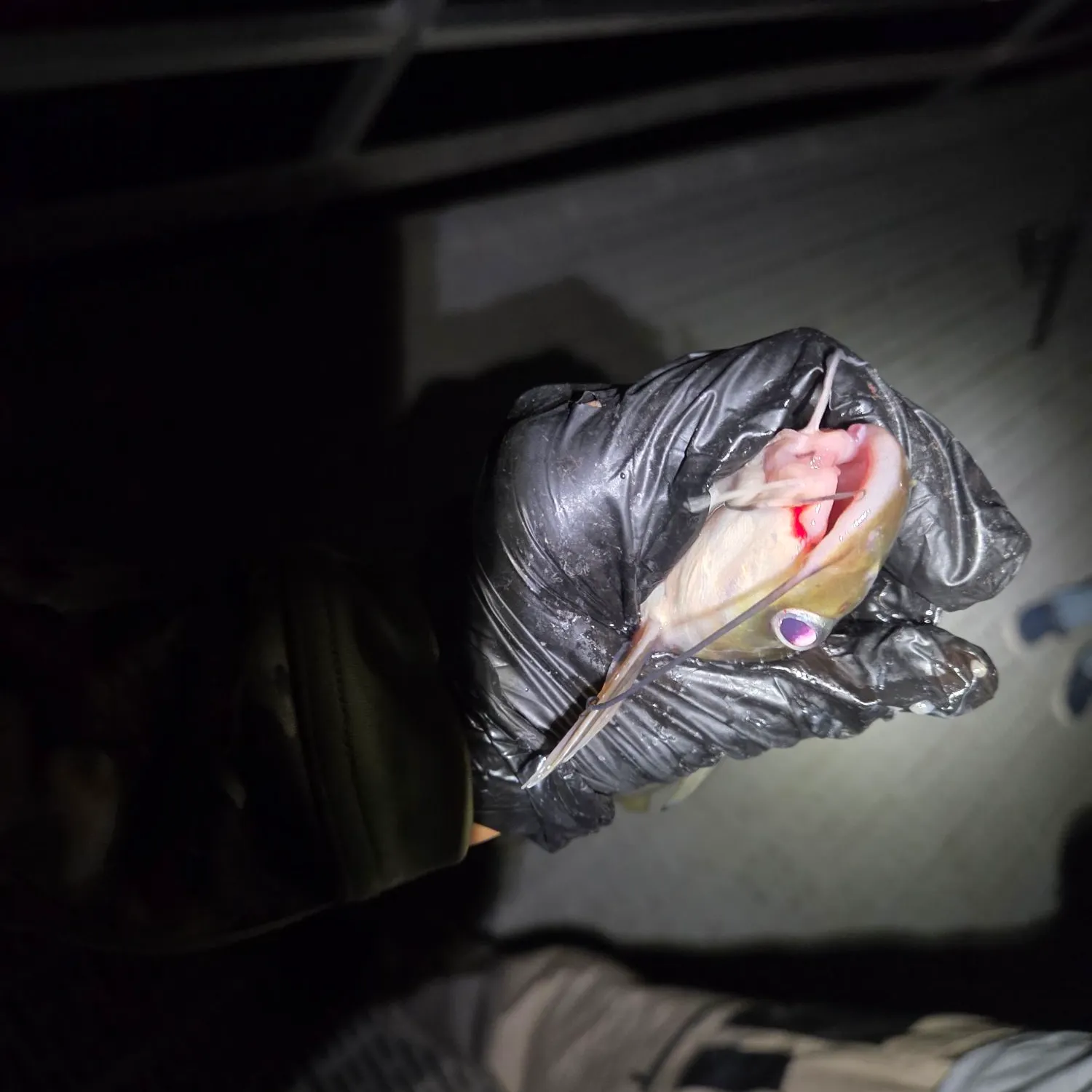 Channel catfish caught on Fishbrain