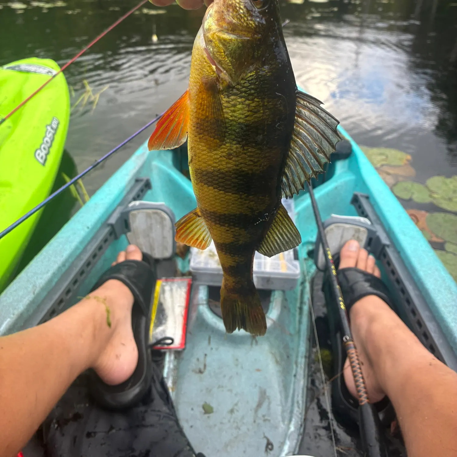 Yellow perch caught on Fishbrain