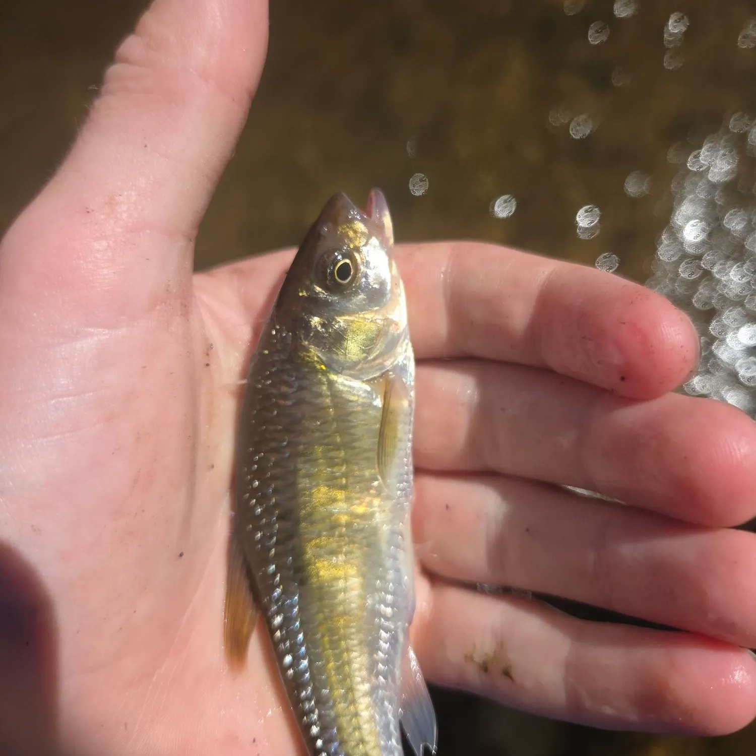 Common shiner caught on Fishbrain