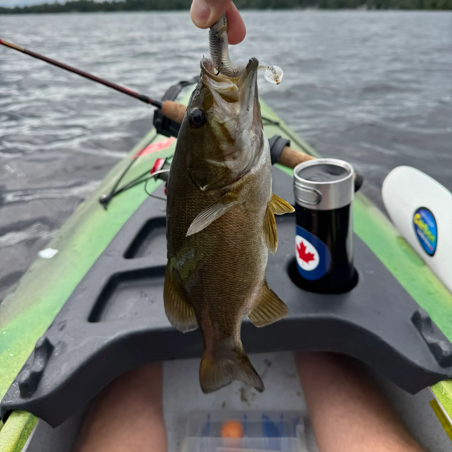 Smallmouth bass caught on Fishbrain