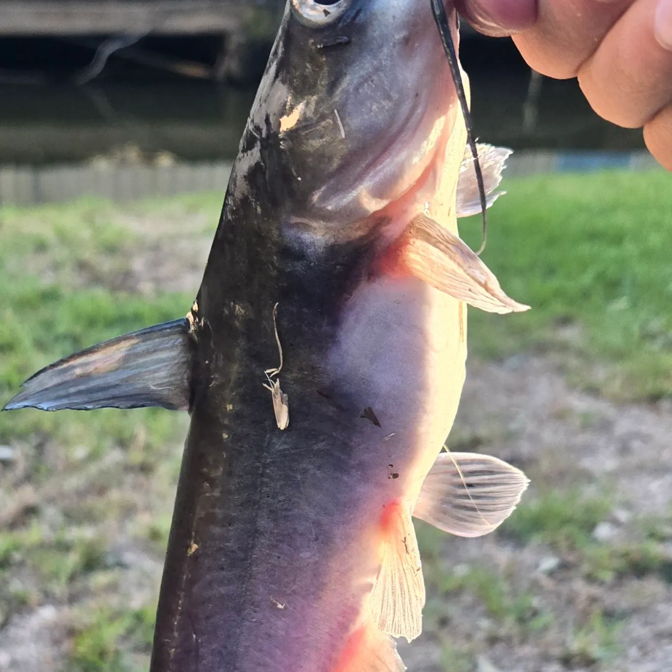 Blue catfish caught on Fishbrain