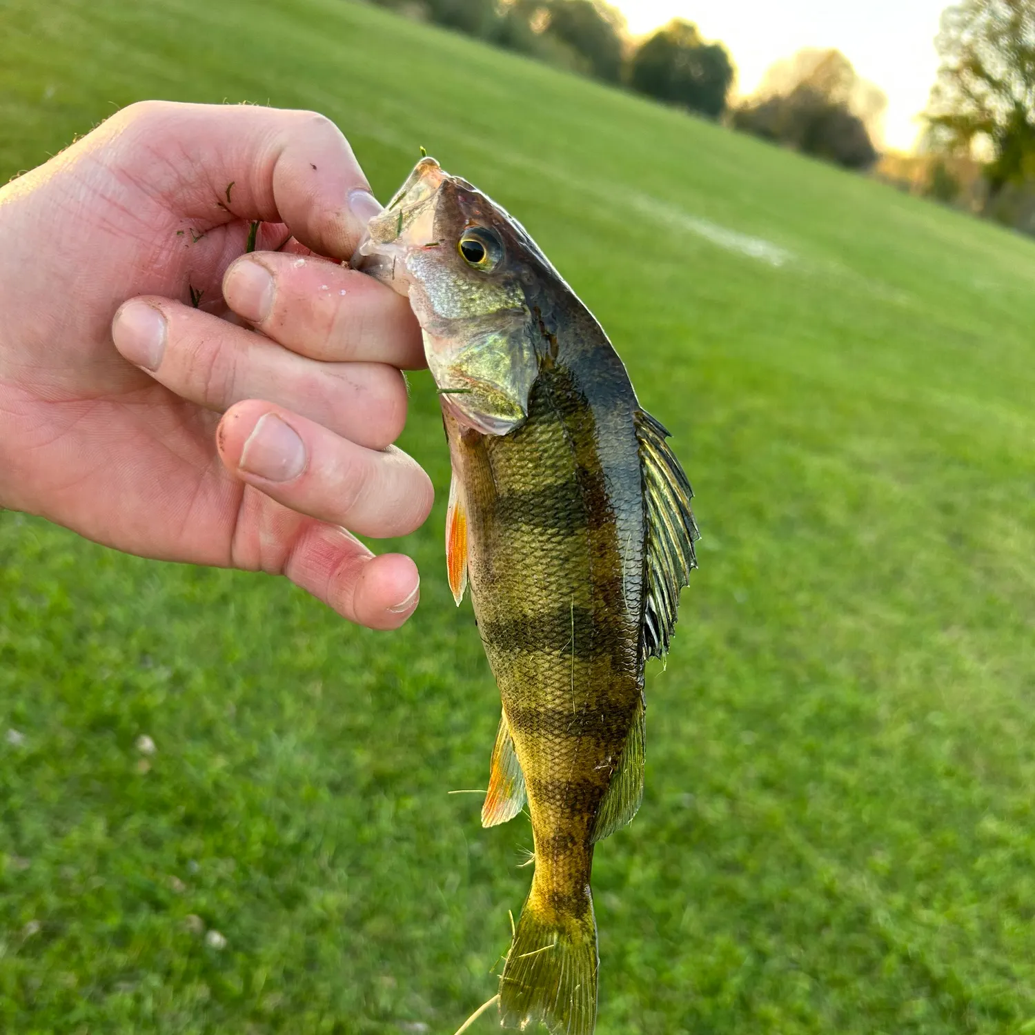 Yellow perch caught on Fishbrain