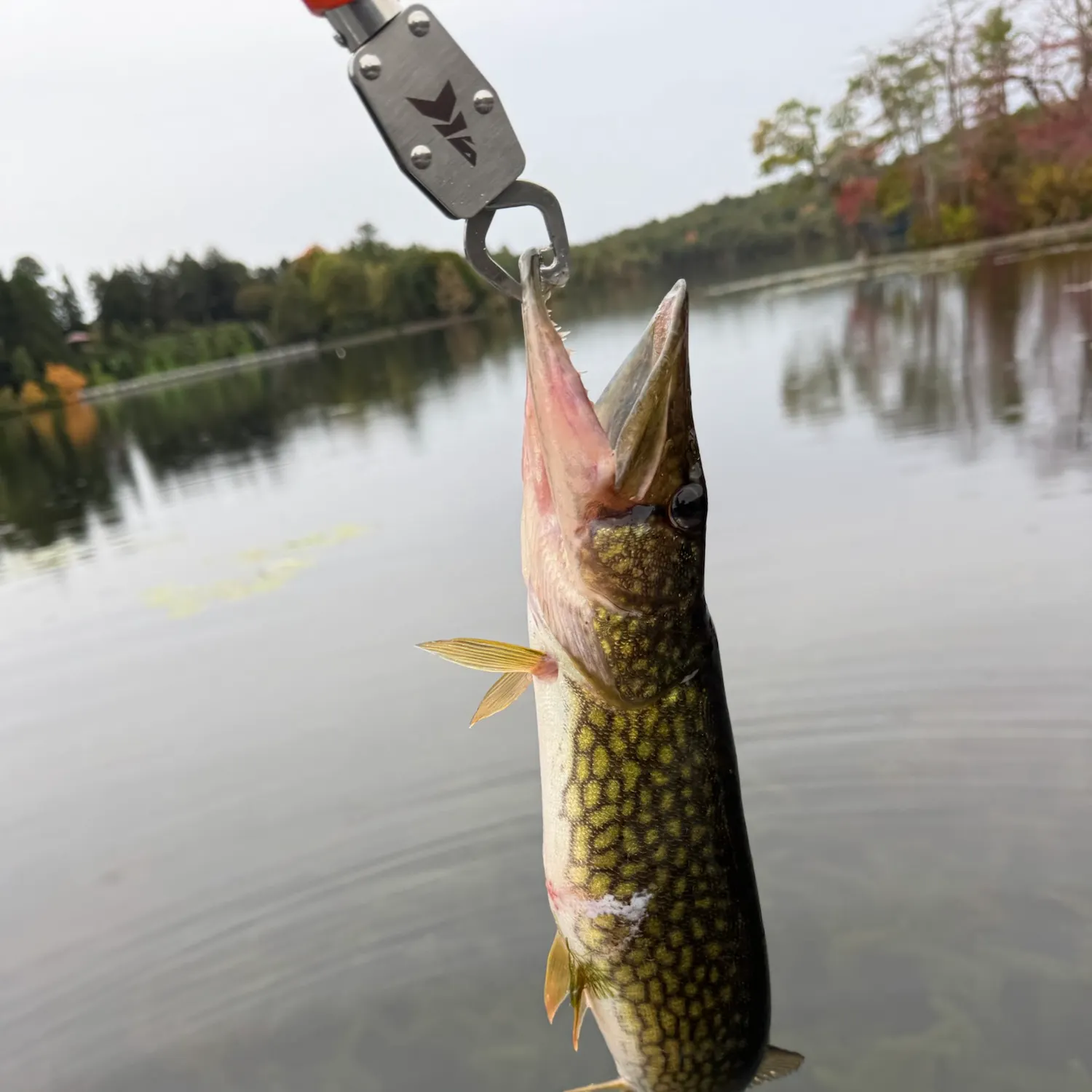 Chain pickerel caught on Fishbrain