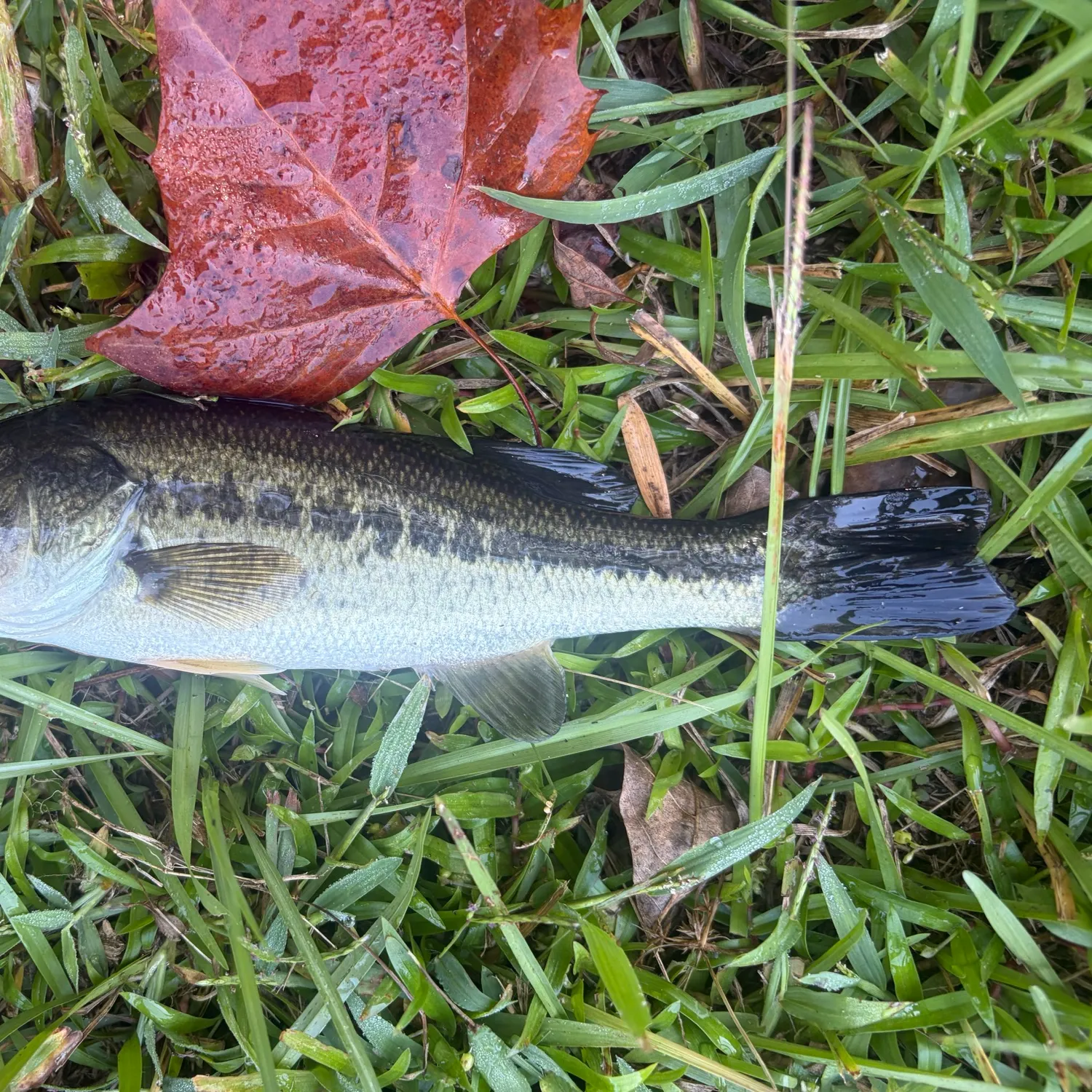 Largemouth bass caught on Fishbrain