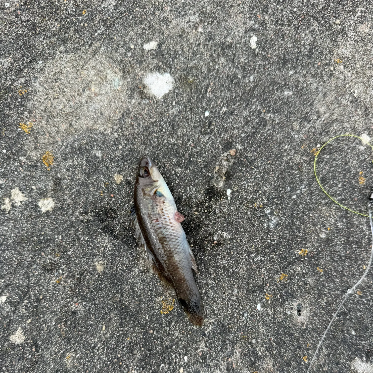 The most recent Goldsinny-wrasse catches on Fishbrain