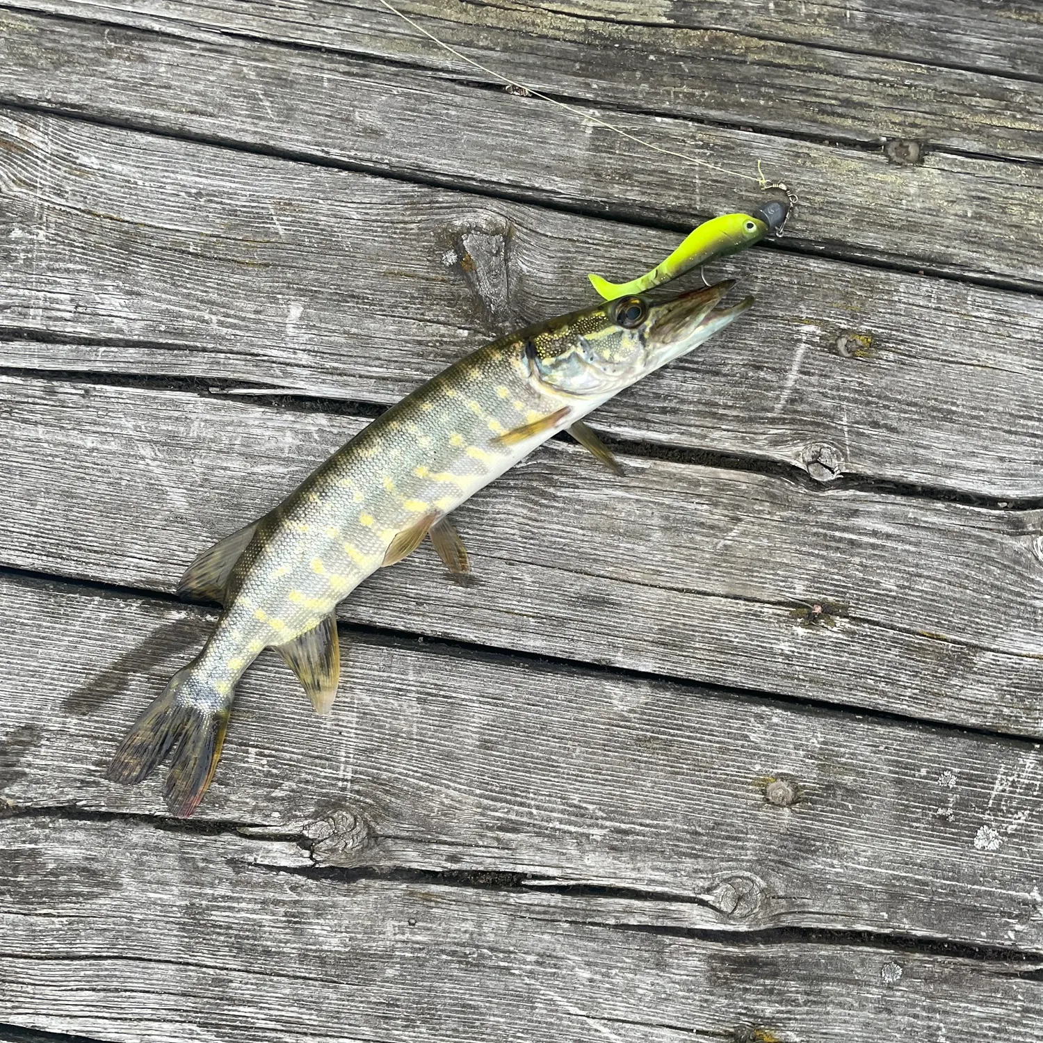 Northern pike caught on Fishbrain