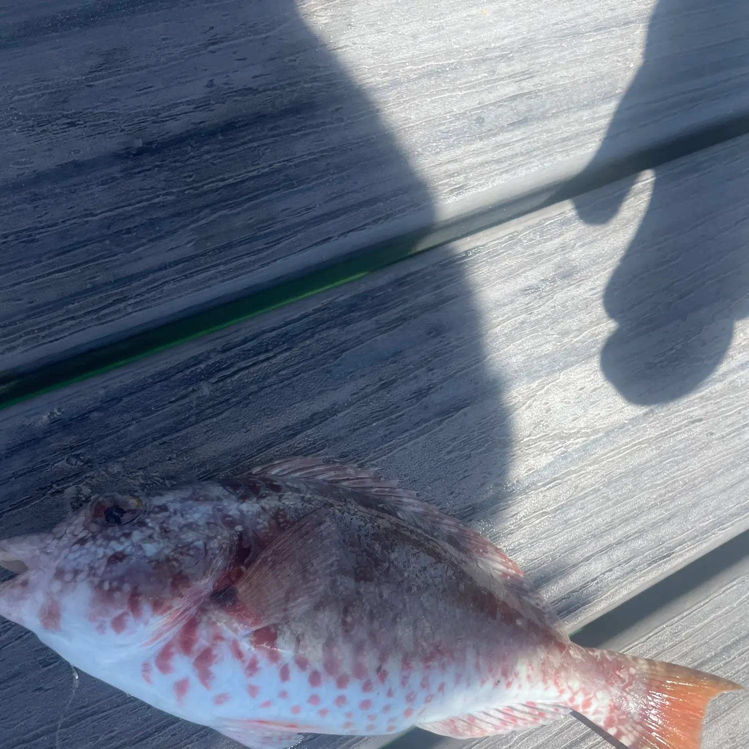 The most recent Golden-spot hogfish catches on Fishbrain