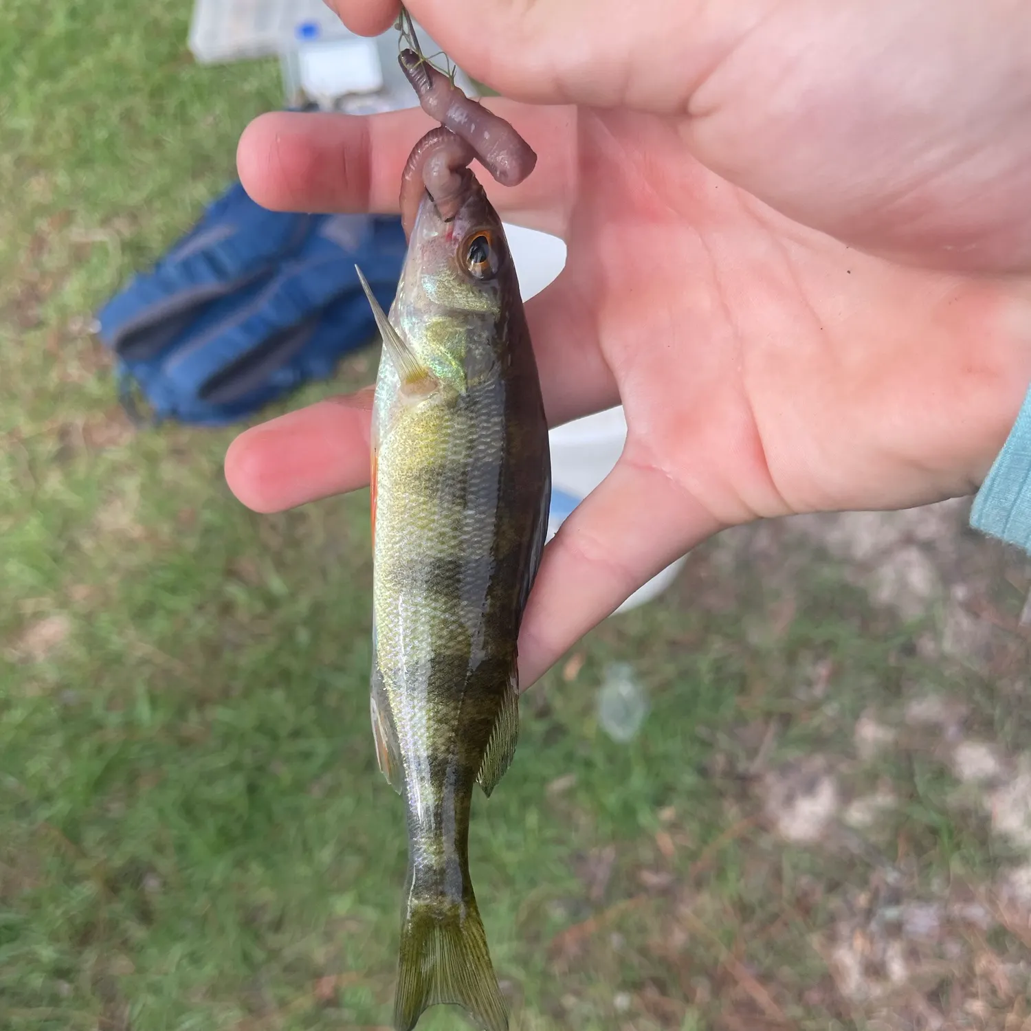 Yellow perch caught on Fishbrain