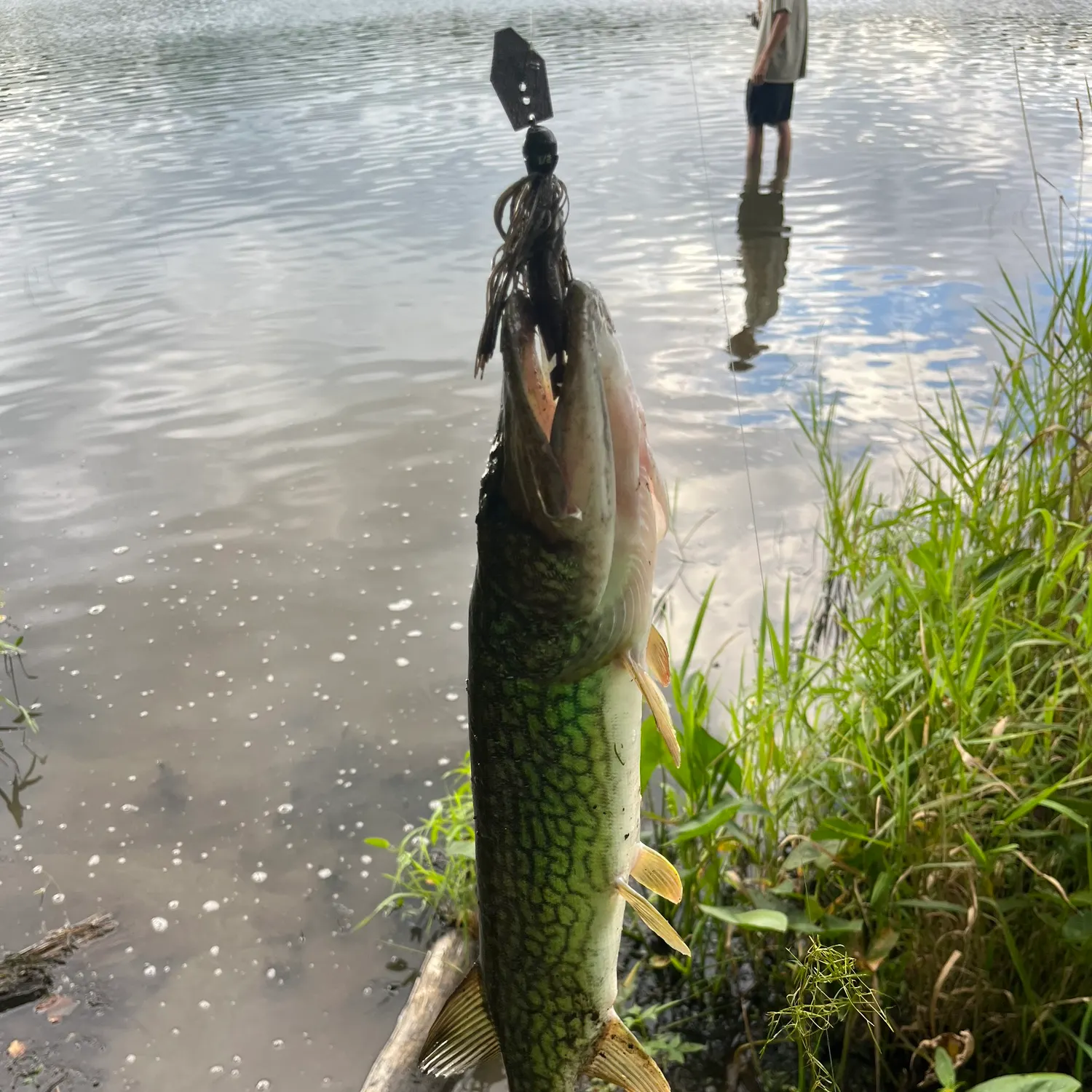 Chain pickerel caught on Fishbrain