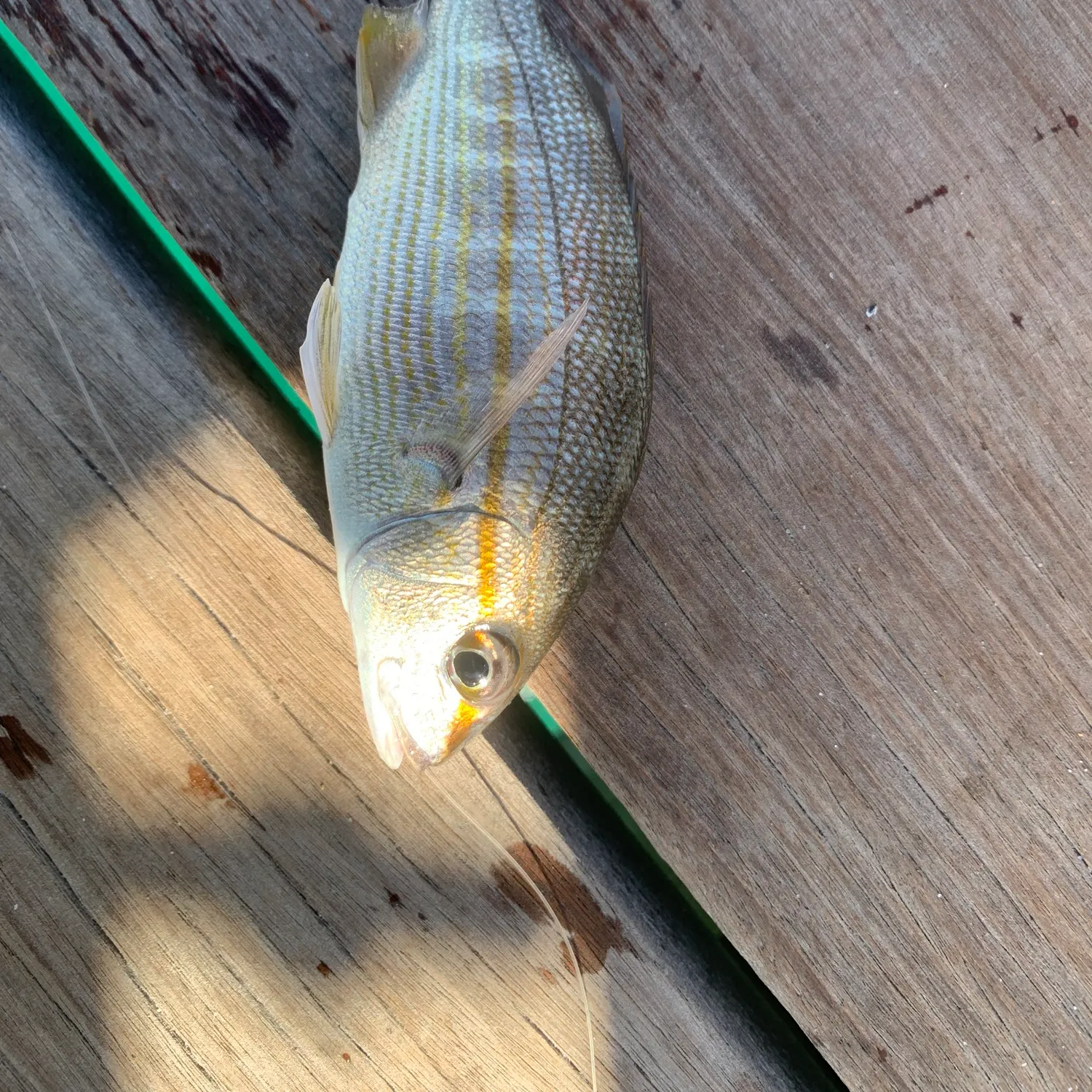 The most recent Pinfish catches on Fishbrain