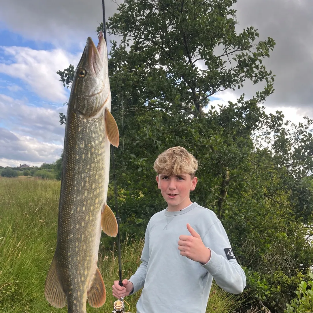 Bastard grunt caught on Fishbrain