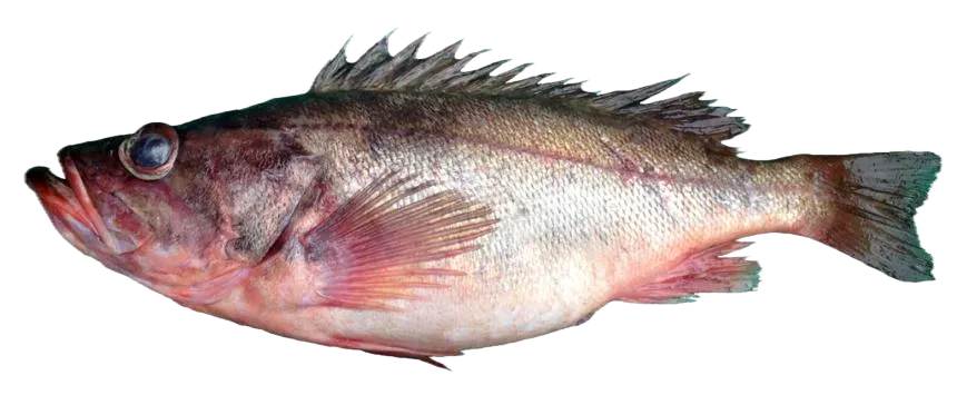 Silvergray rockfish