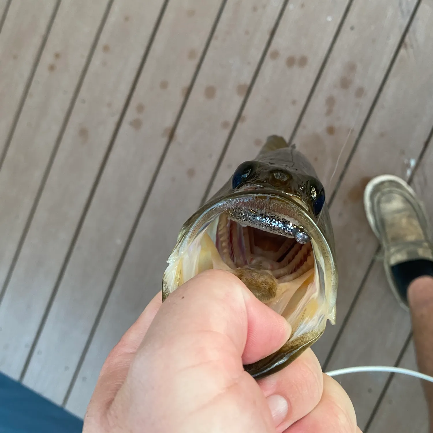 Florida bass caught on Fishbrain