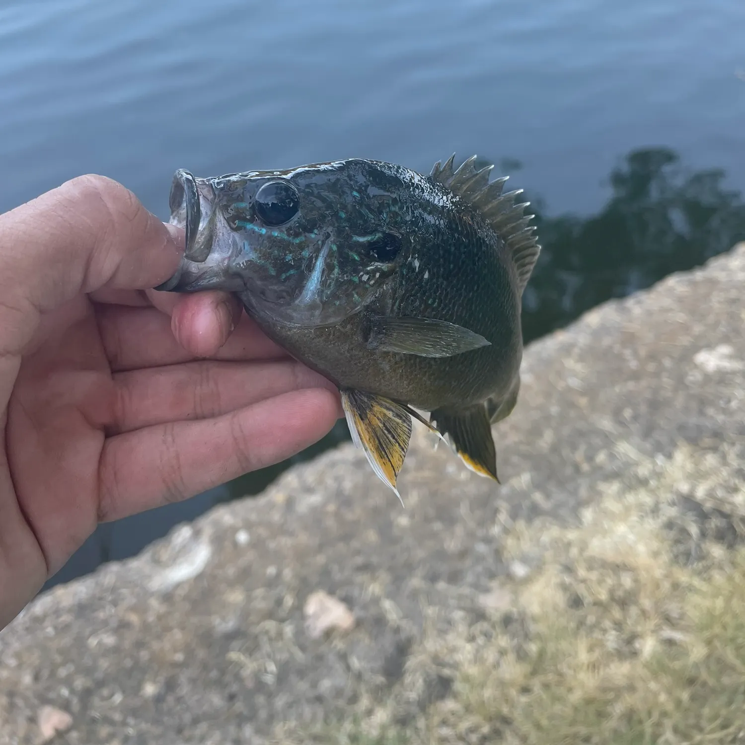 Green sunfish caught on Fishbrain