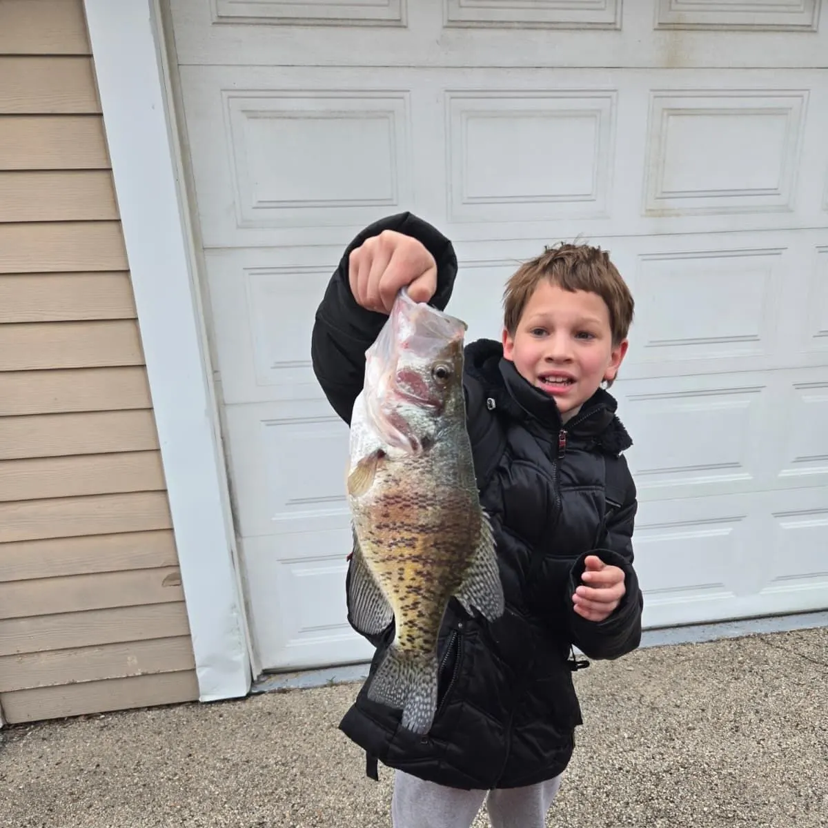 White crappie caught on Fishbrain