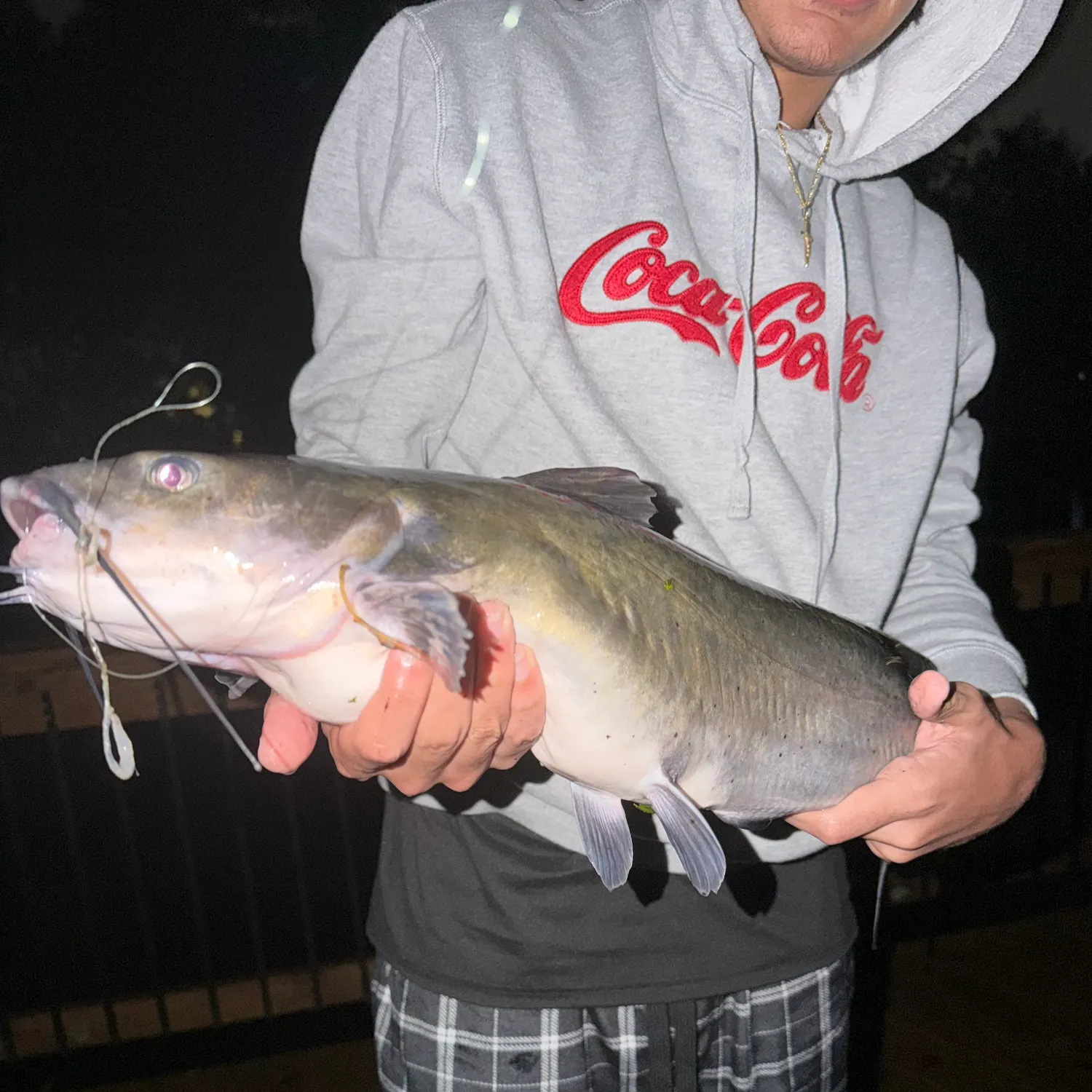 Channel catfish caught on Fishbrain