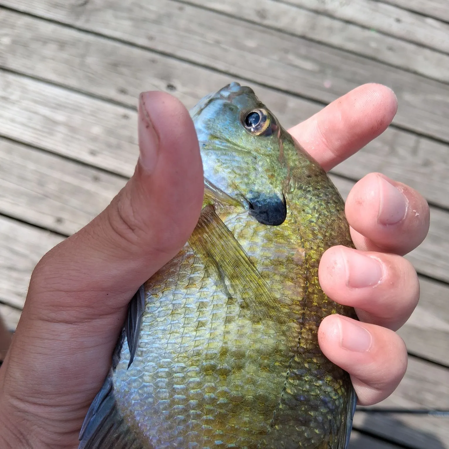 Bluegill caught on Fishbrain