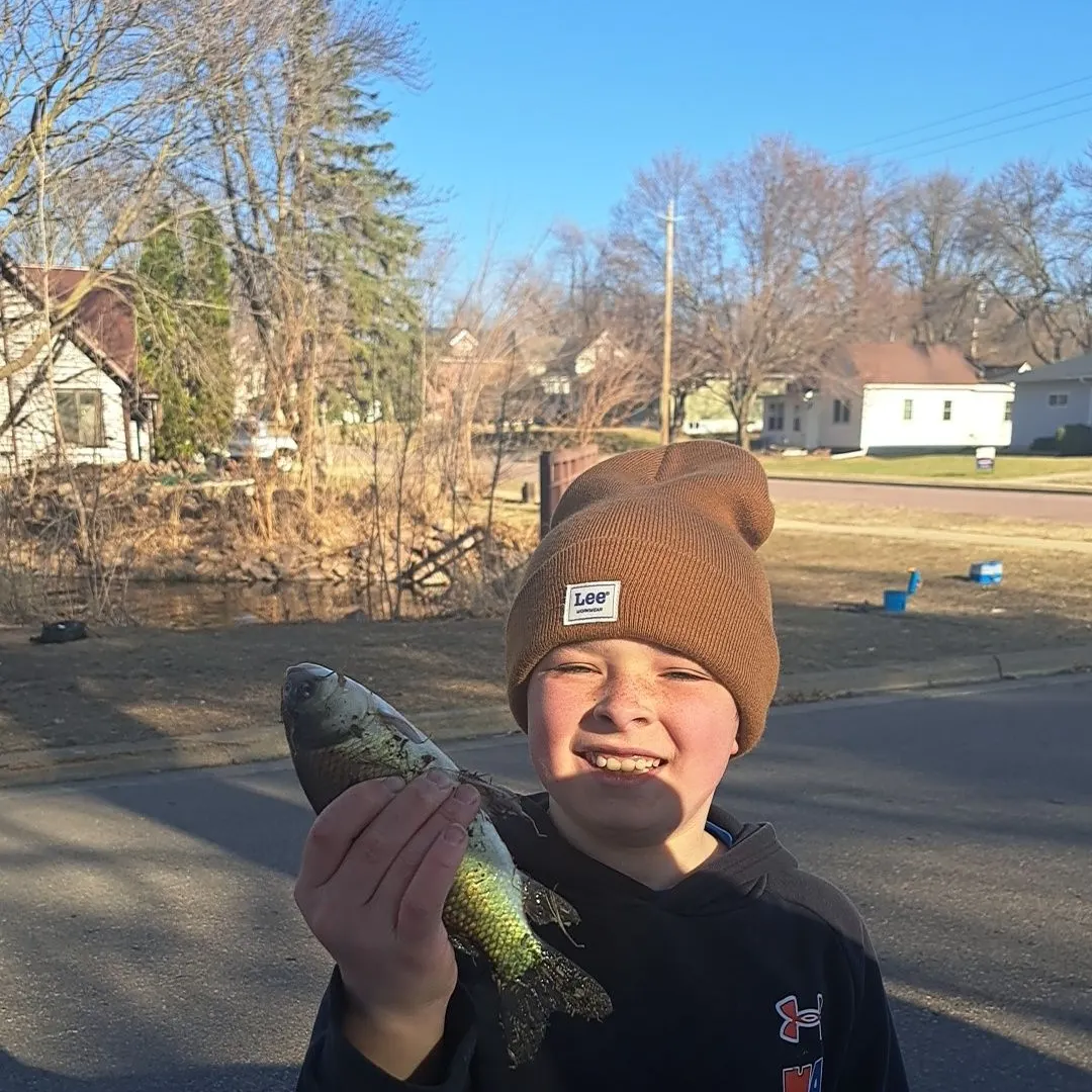 The most recent Bigmouth buffalo catches on Fishbrain
