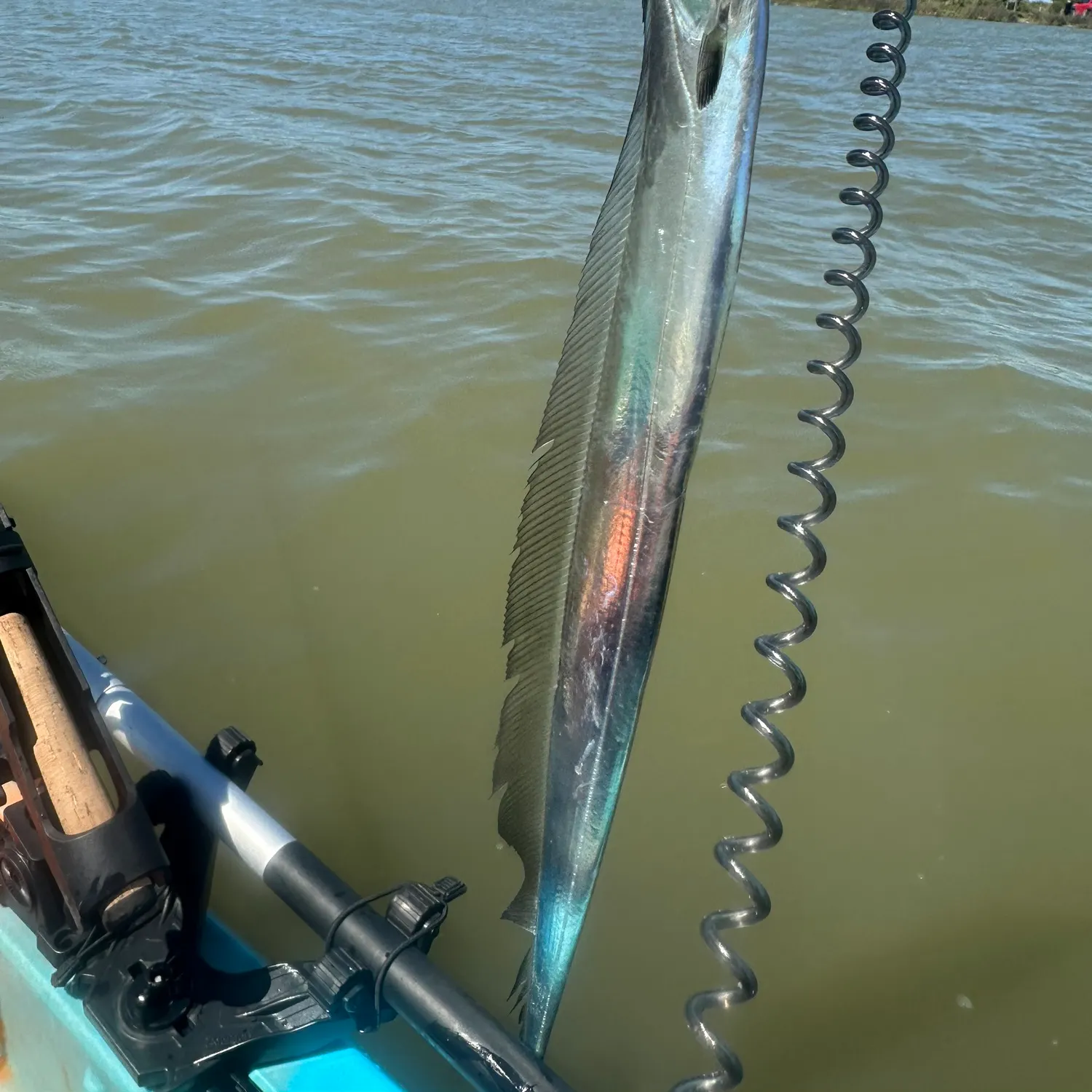 The most recent Atlantic cutlassfish catches on Fishbrain